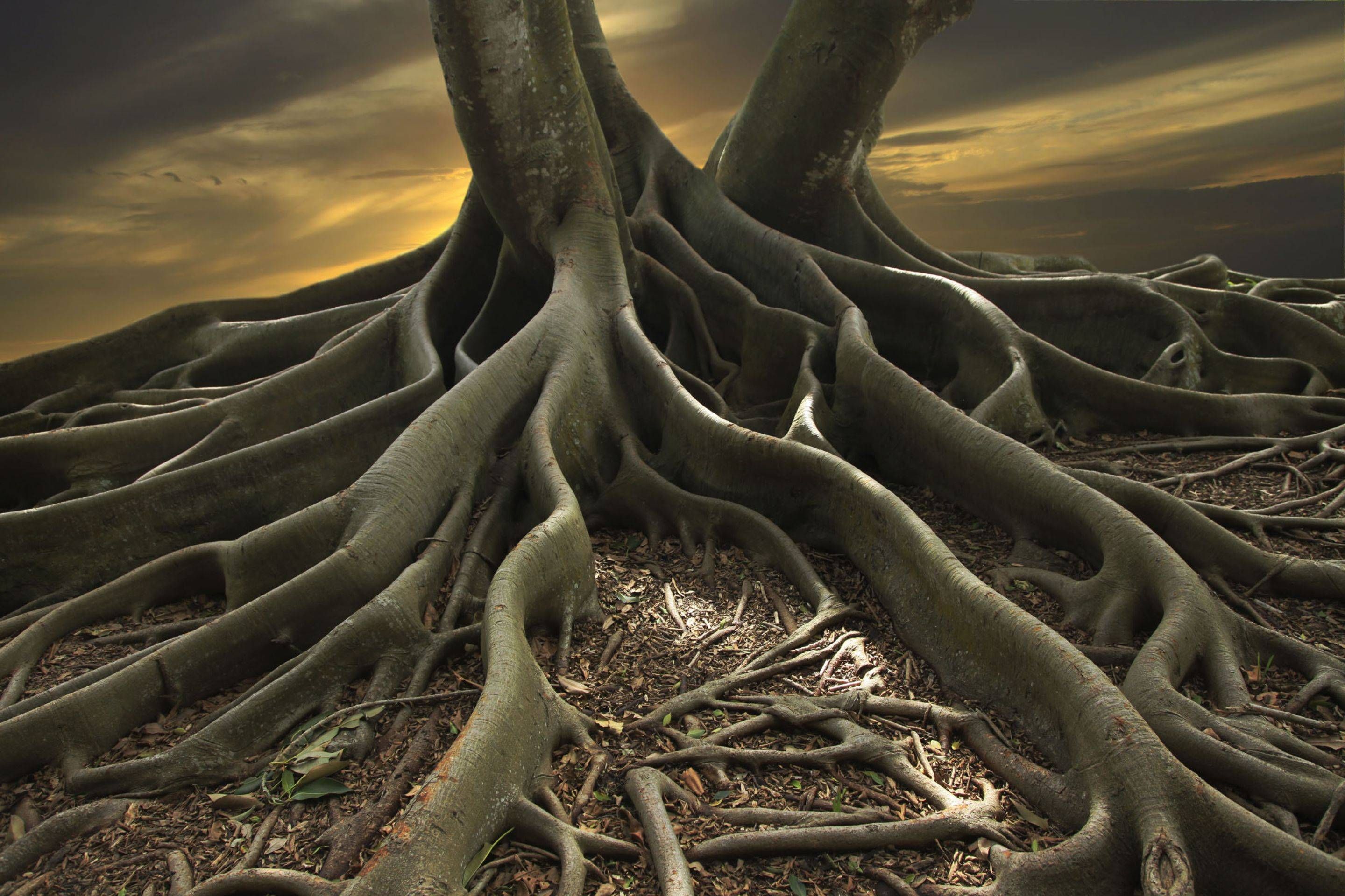 The mighty roots of the banyan tree. | Provocative | Pinterest