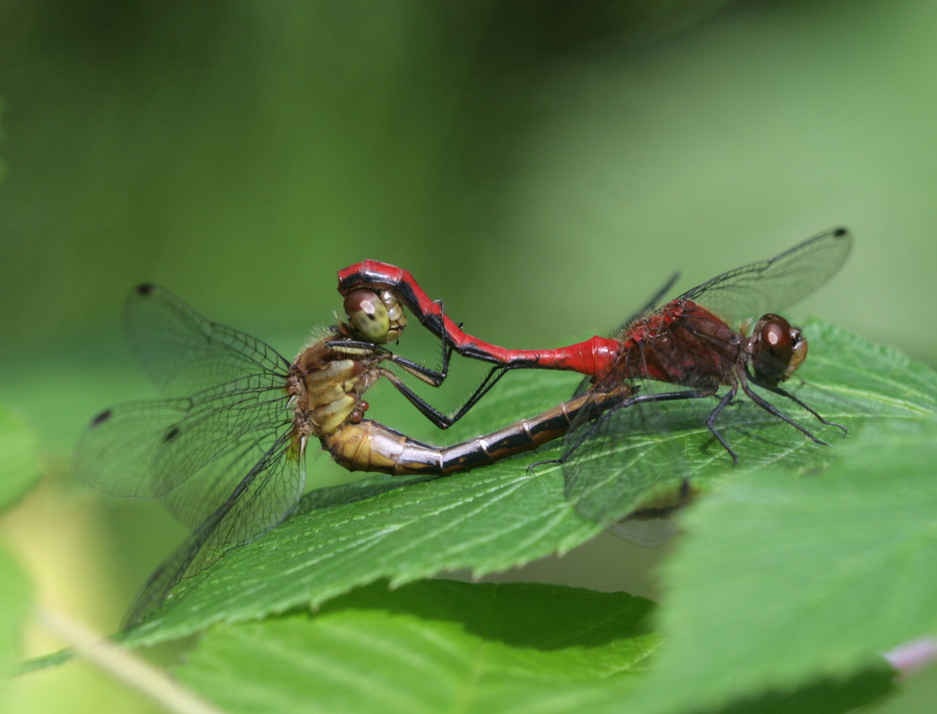 Mating dragonflies photo