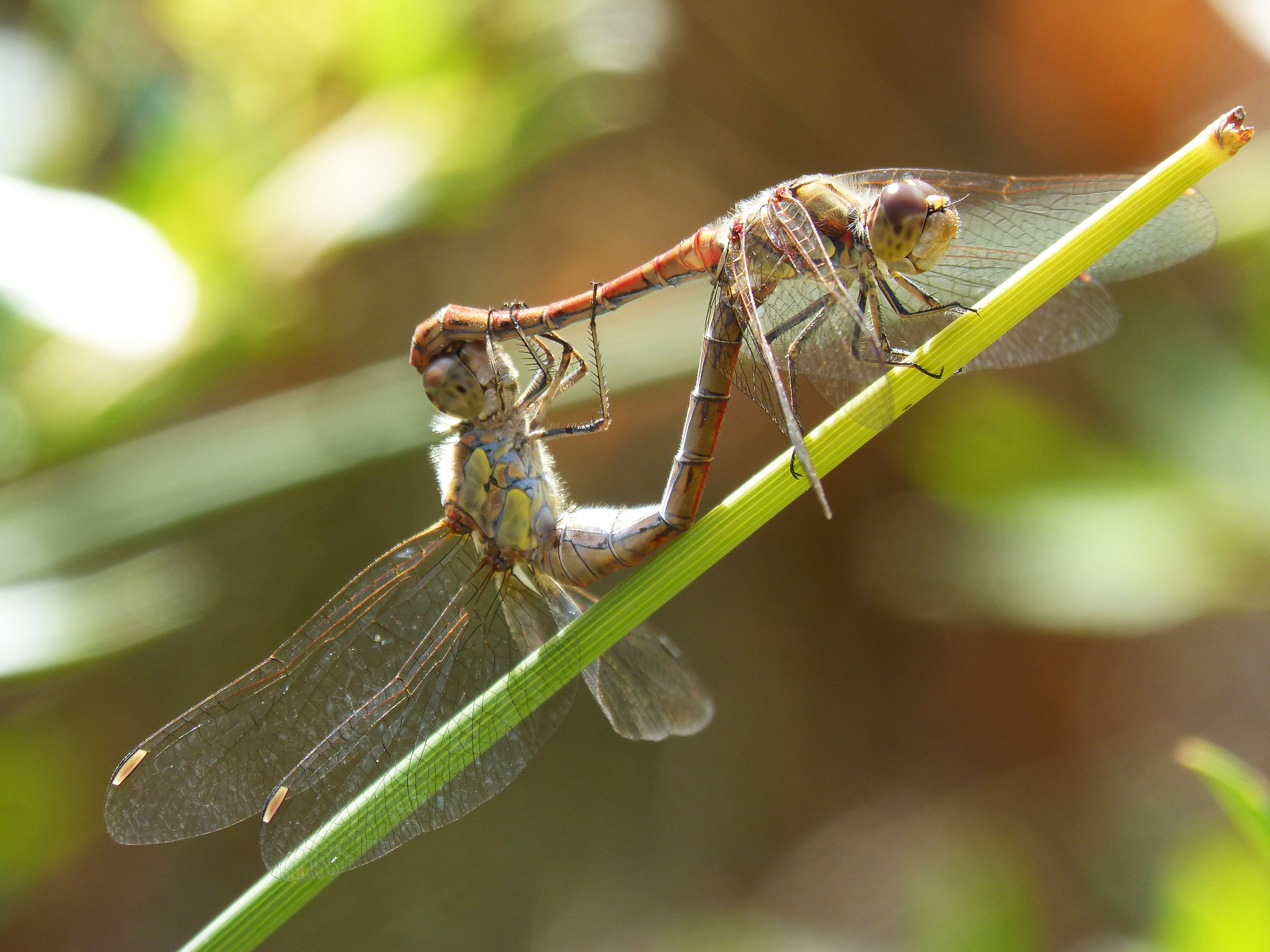 Free stock photo of copulation, dragonflies, dragonflies mating