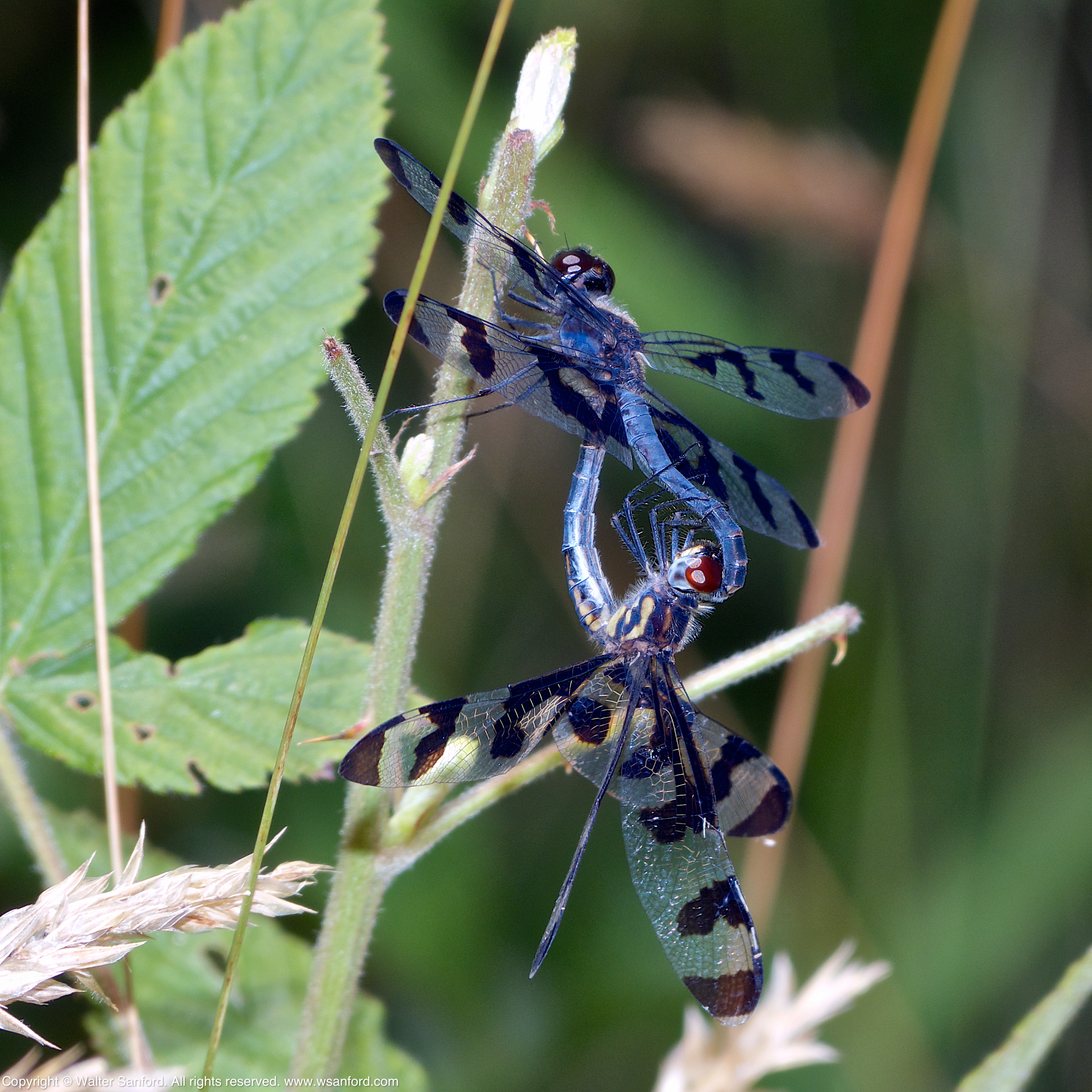 Banded Pennant dragonflies (mating pair) | walter sanford's photoblog