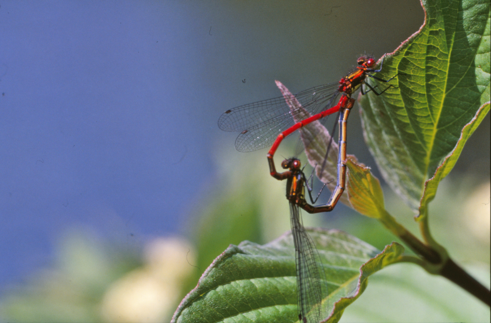 Mating dragonflies photo