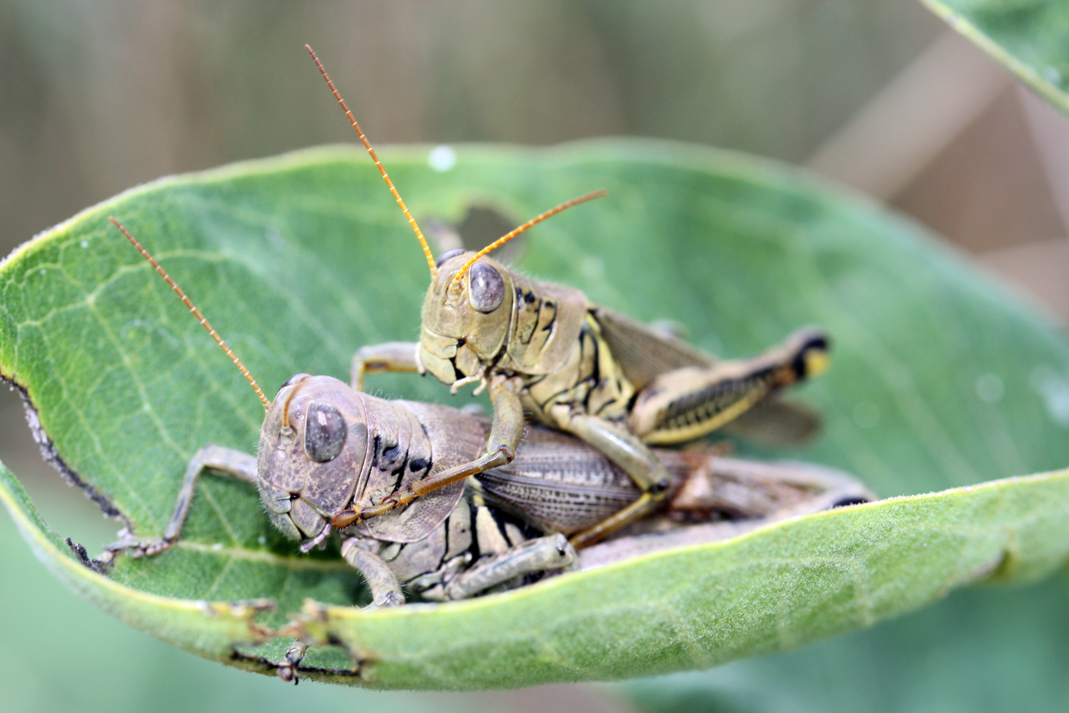 Mating grasshoppers photo