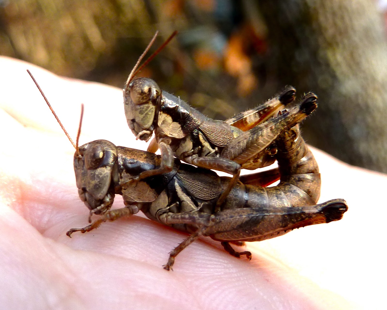 Springfield Plateau: Grasshopper Mating