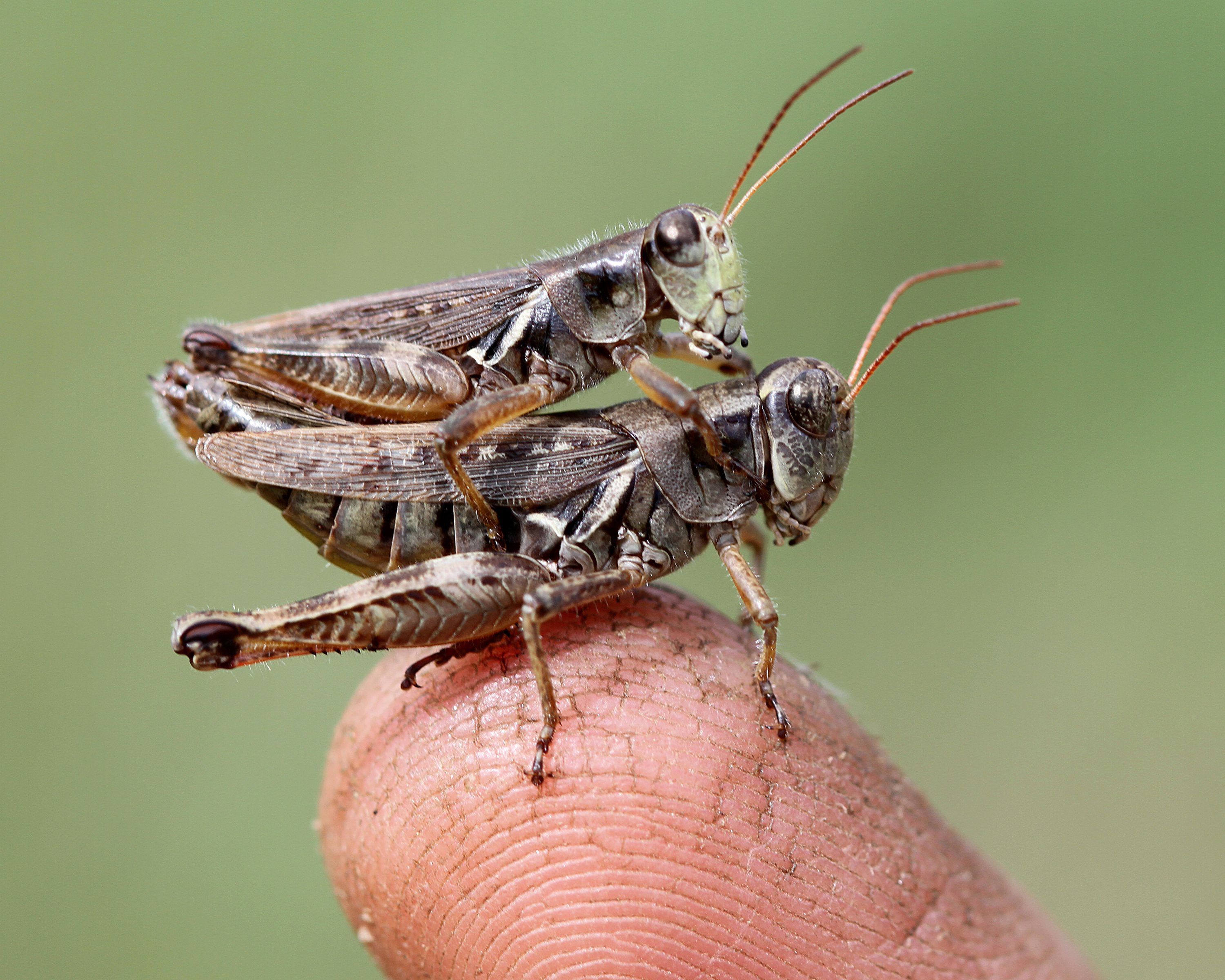 Grasshoppers – Welcome to a photographic journey through the woods ...