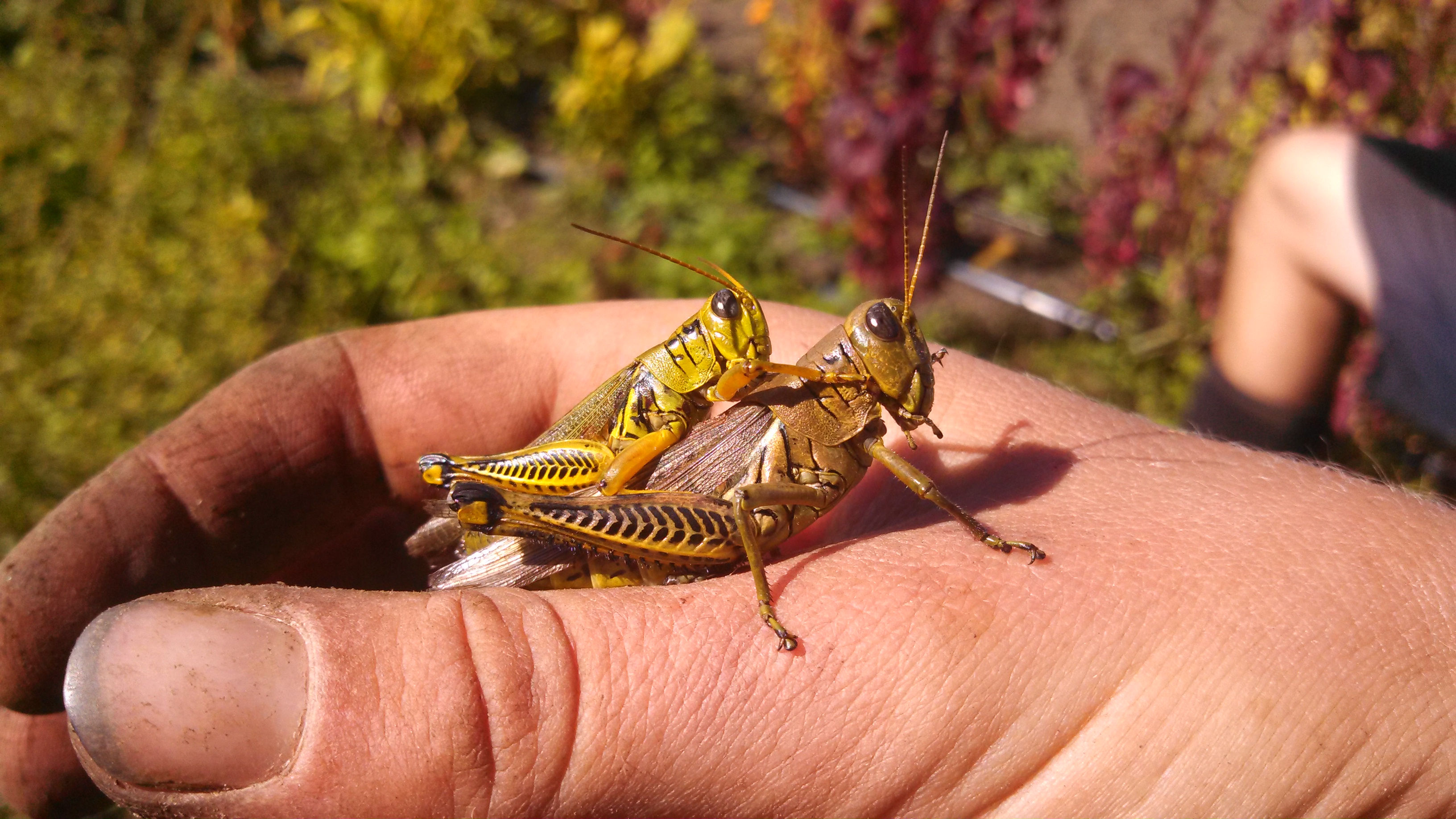Grasshoppers mating | Second Wind CSA