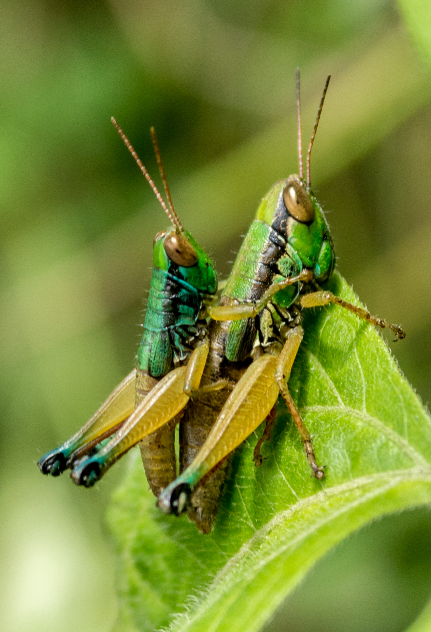File:Mating grasshoppers at Mangunan Orchard, Dlingo, Bantul ...