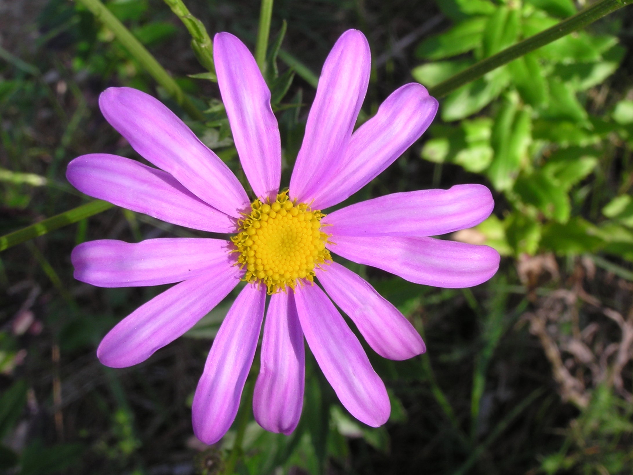 File:Mauve and yellow flower.jpg - Wikimedia Commons