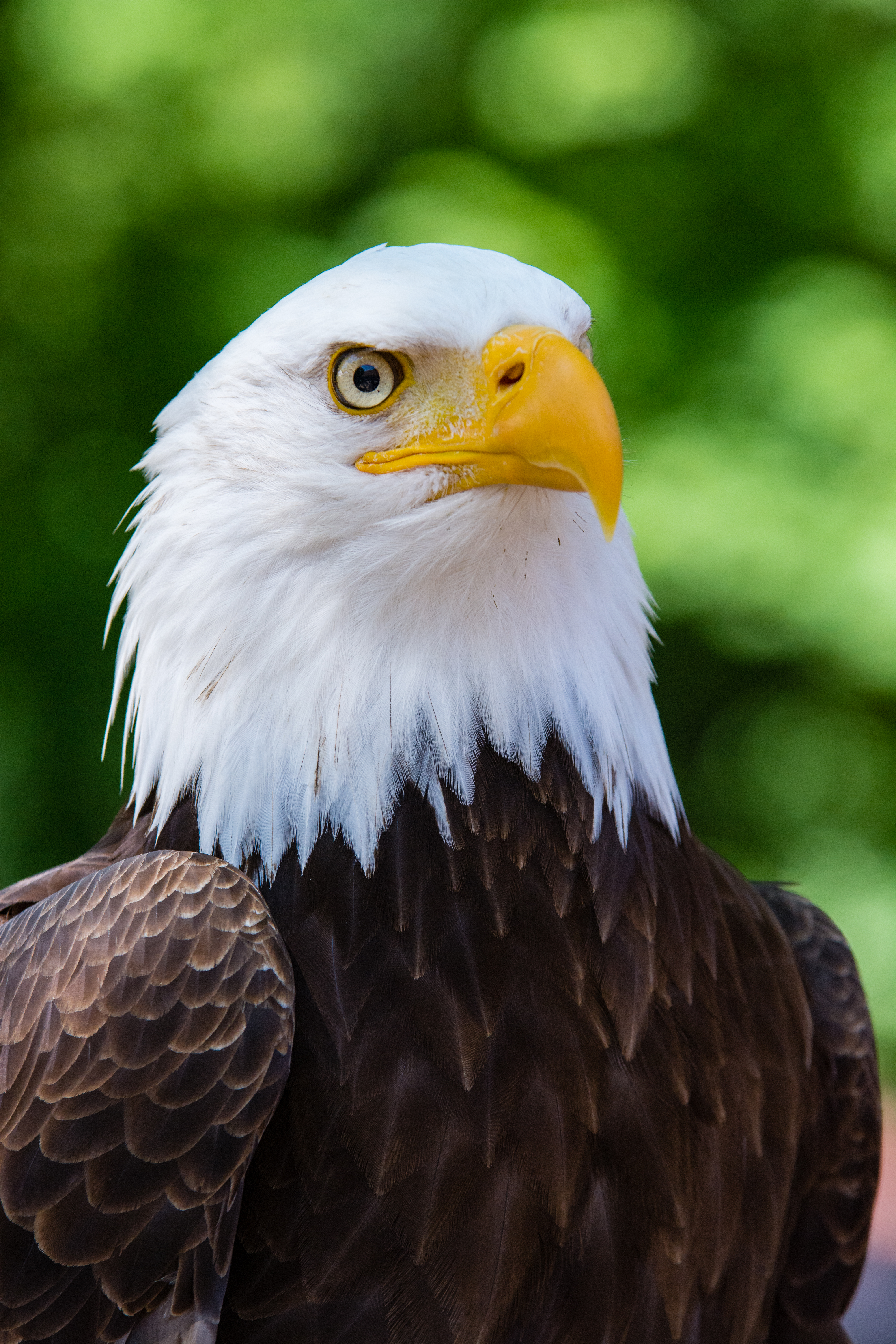 Max The Bald Eagle, America, F/2.8, Yellow, Wing, HQ Photo