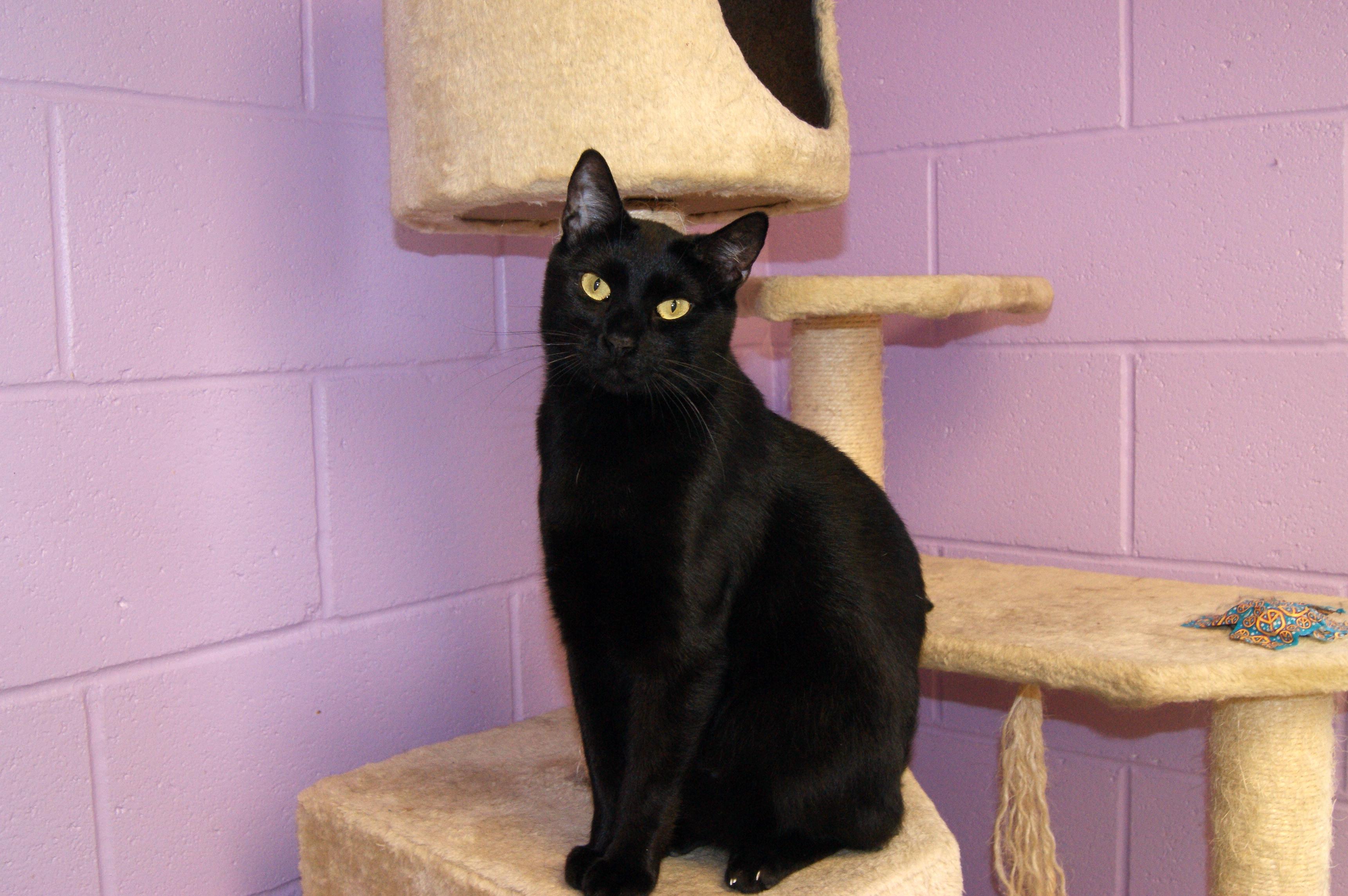 Cat for Adoption – Maxx, near Memphis, TN | Petfinder