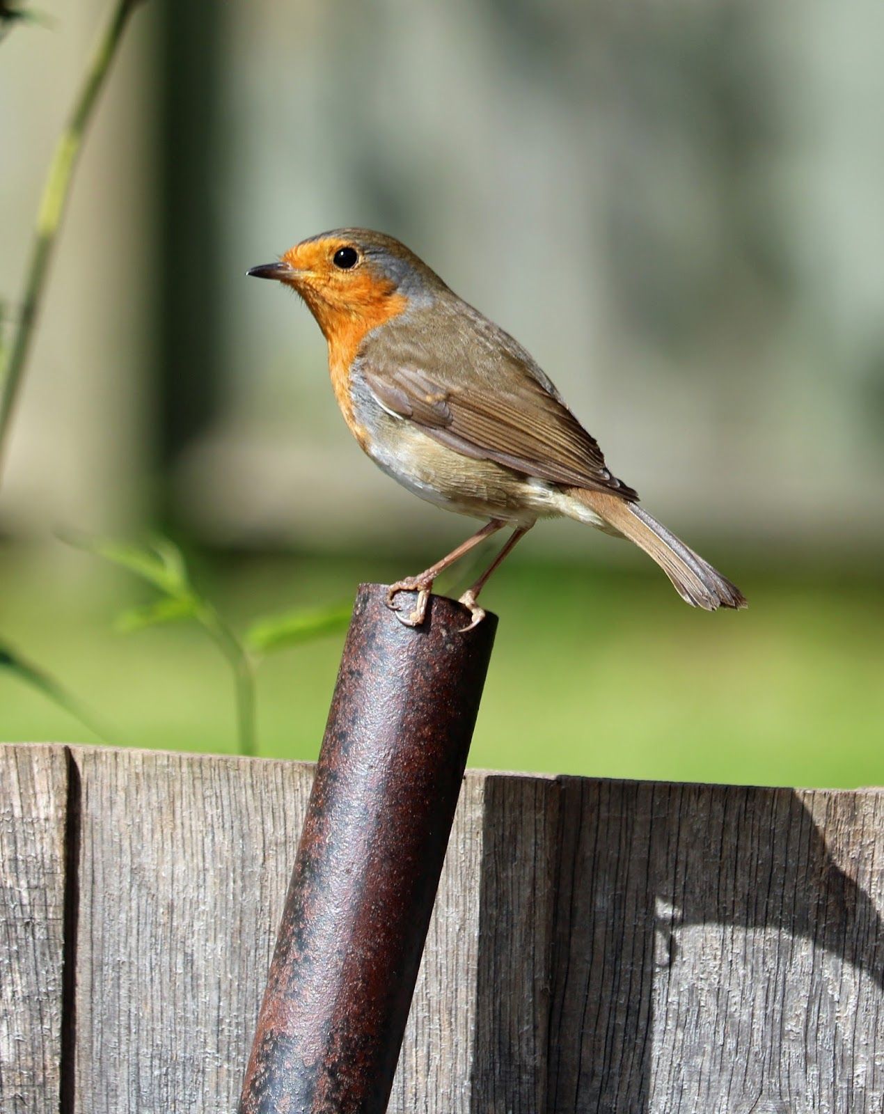 Maybe why the robin voted to become Britain's national bird? | Robin ...
