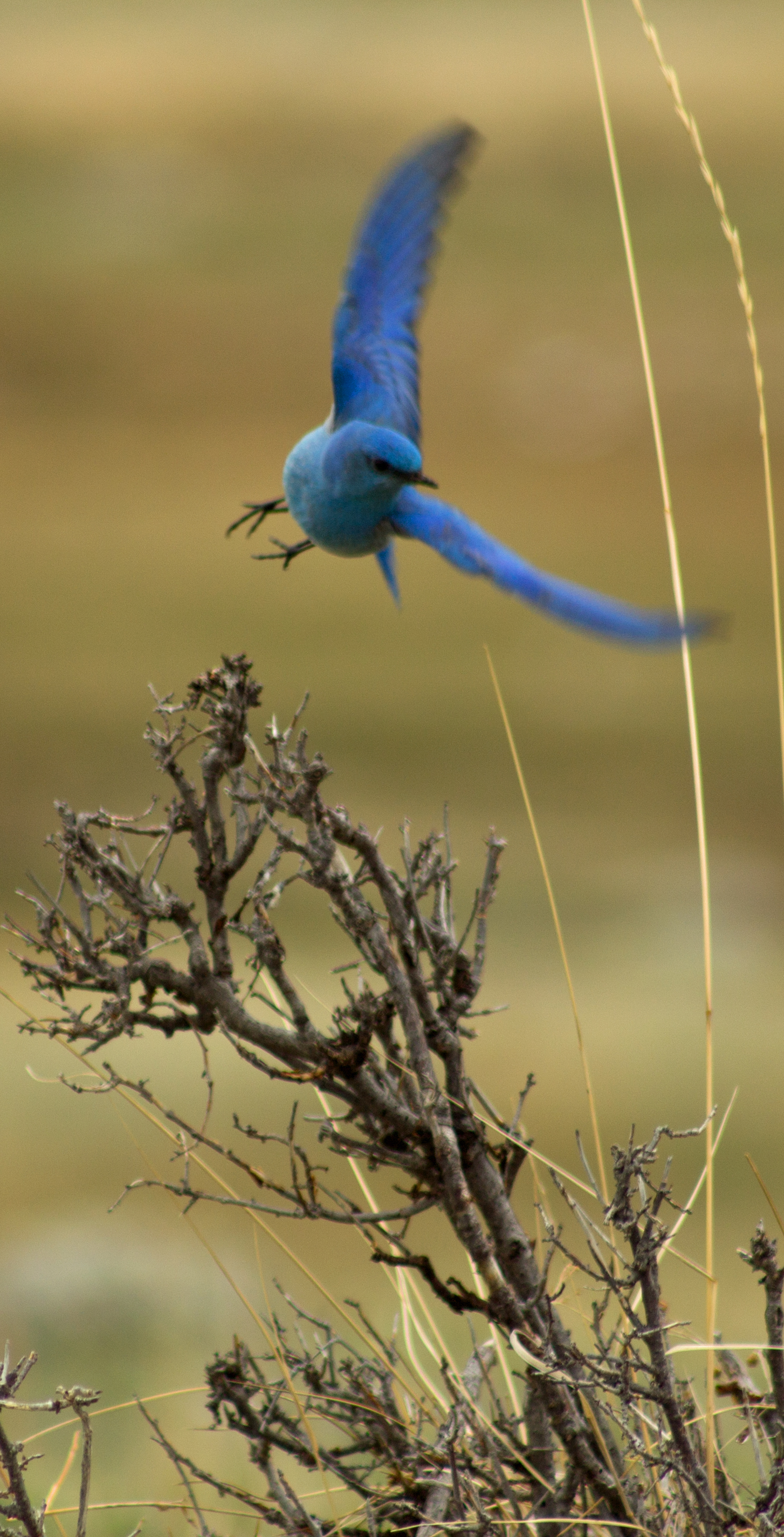 Don't you wish you could fly like a bluebird and maybe catch a worm ...