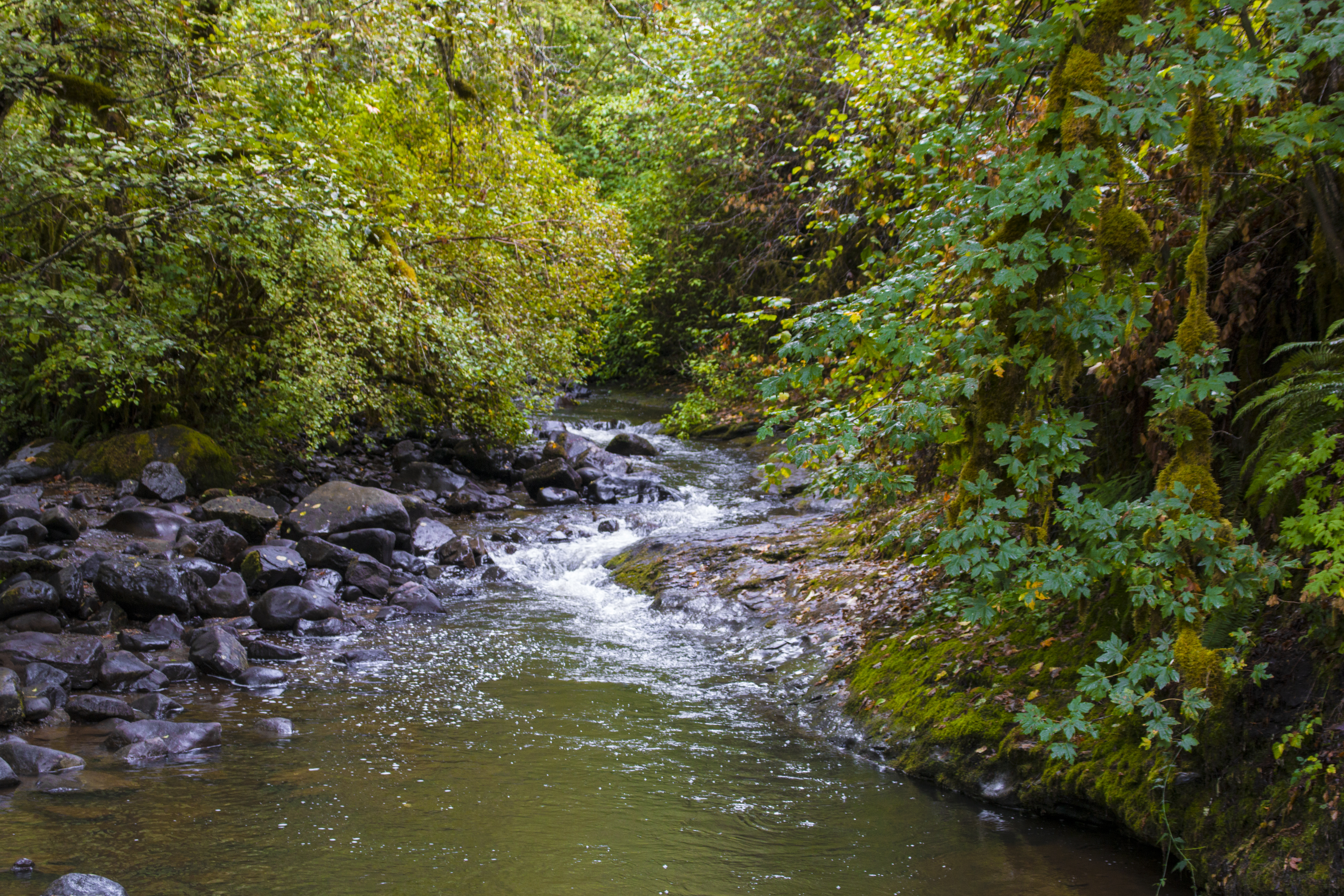 McDowell Creek State Park, Oregon, Creek, Forest, Oregon, People, HQ Photo