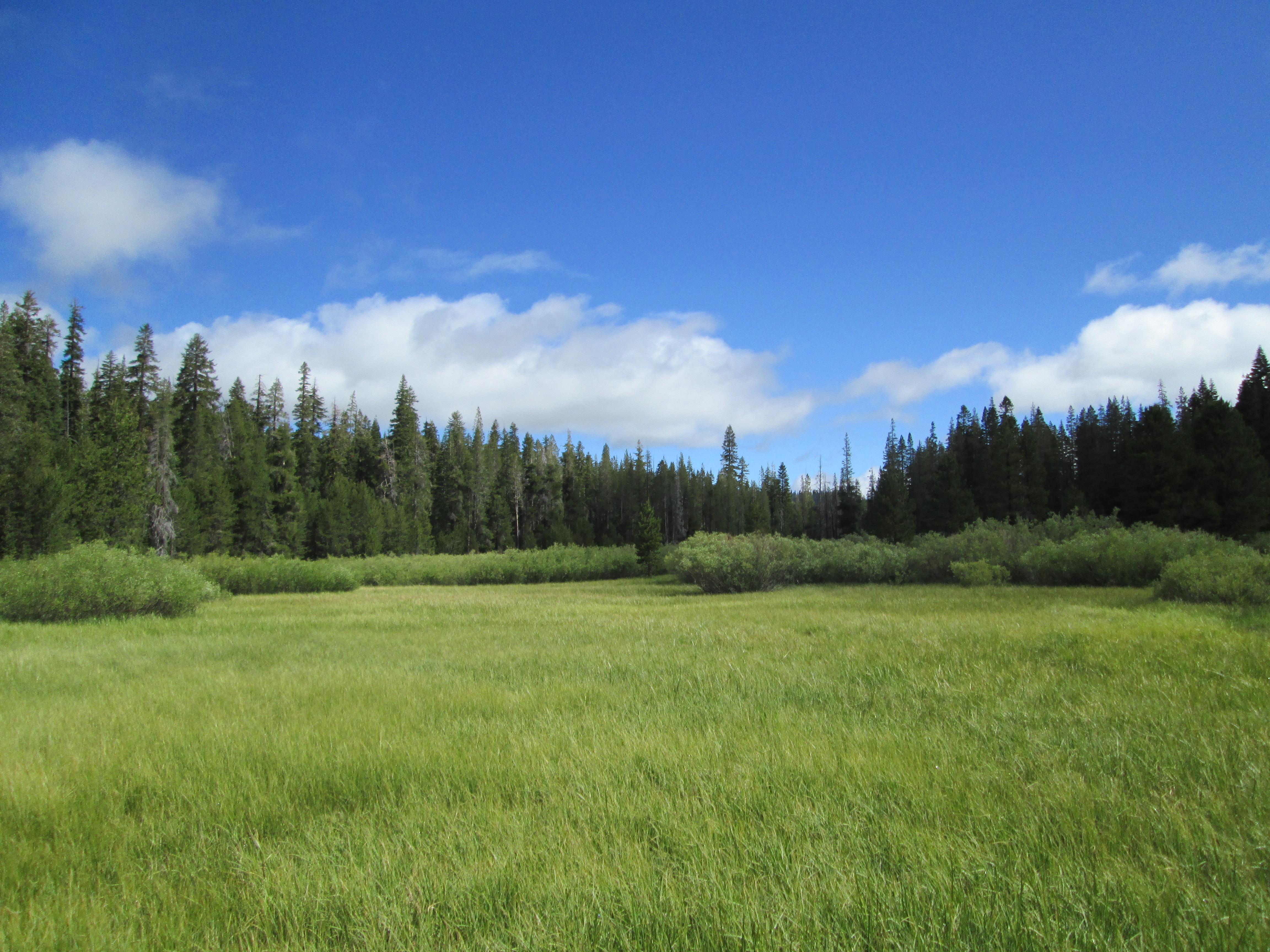 Middle Perazzo Meadow Assessment | Sierra Nevada Meadows