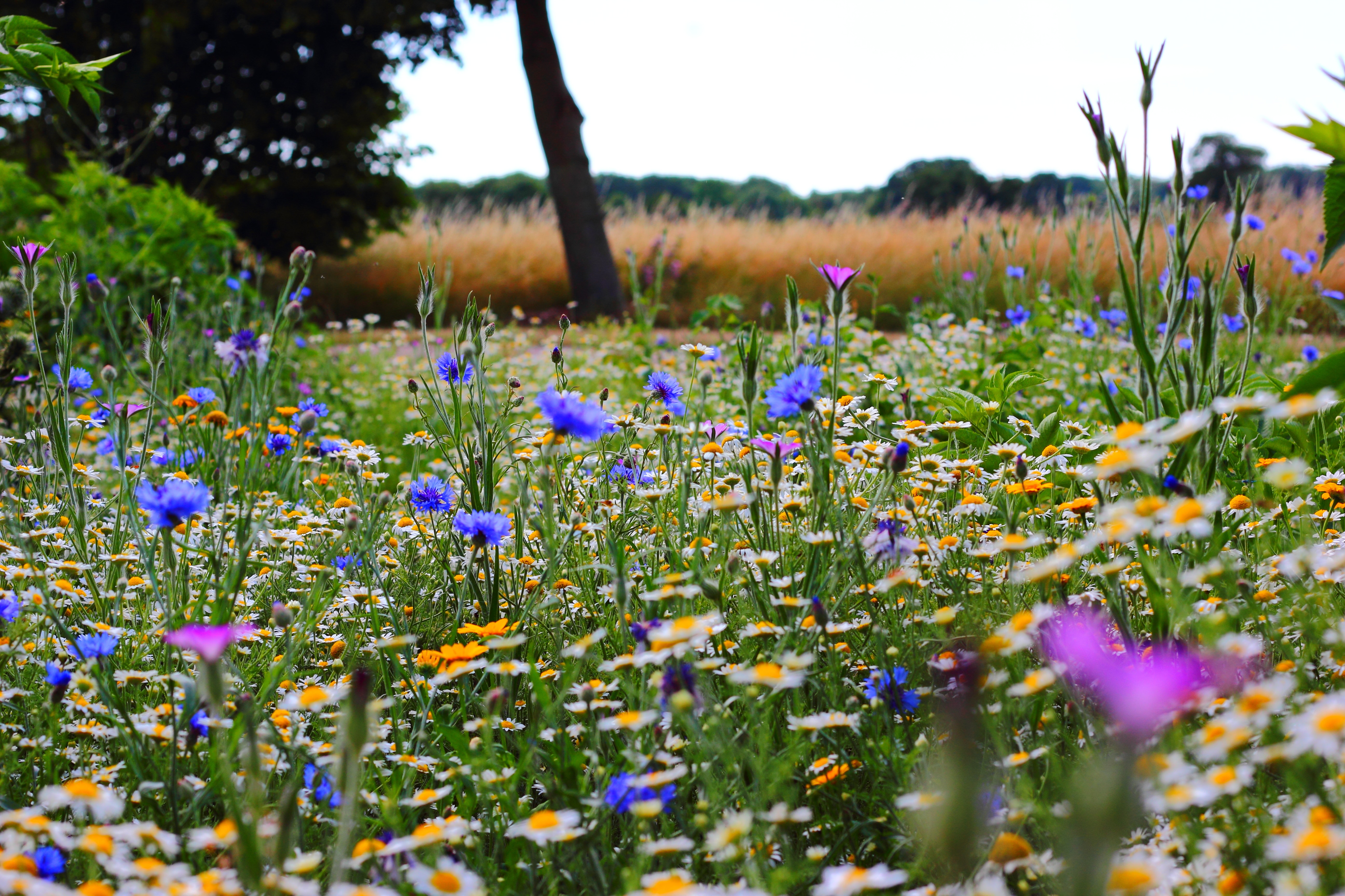 Free stock photos of meadow · Pexels