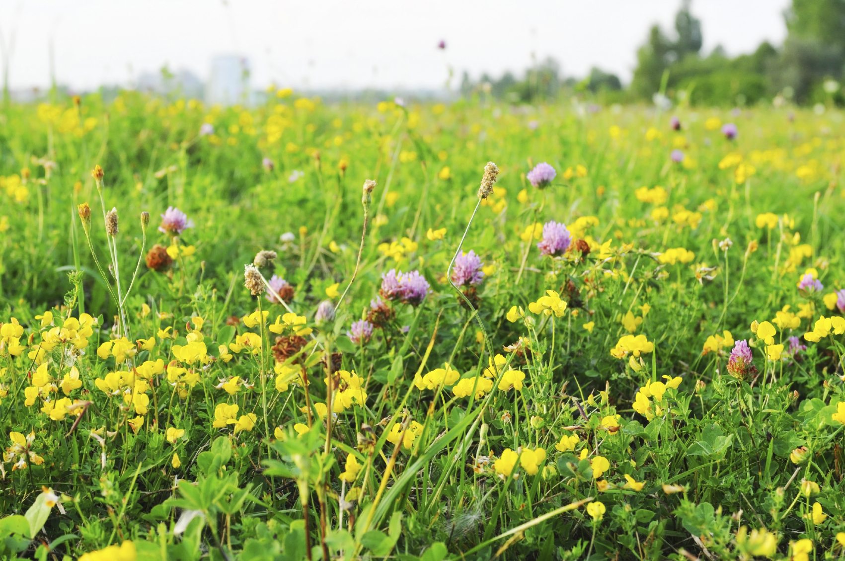 Meadow Lawn Turf ? Tips For Turning Lawns Into Meadows