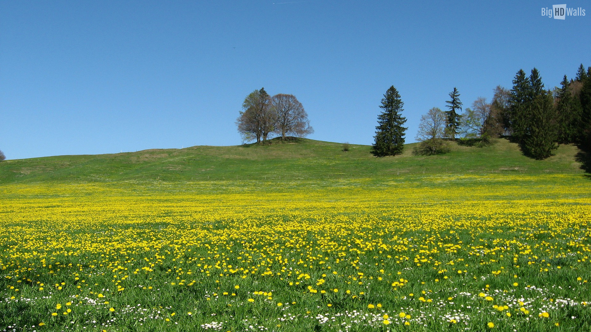 Meadow with Yellow Flowers HD Wallpaper | BigHDWalls
