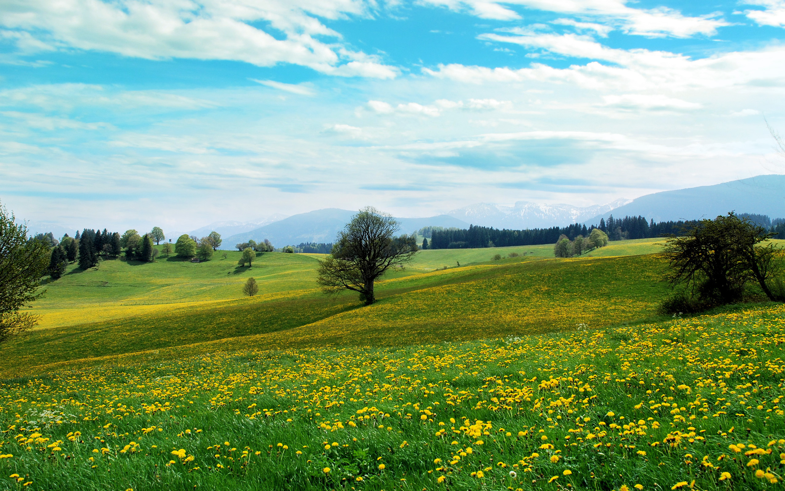 Meadow with yellow flowers / 2560 x 1600 / Nature / Photography ...