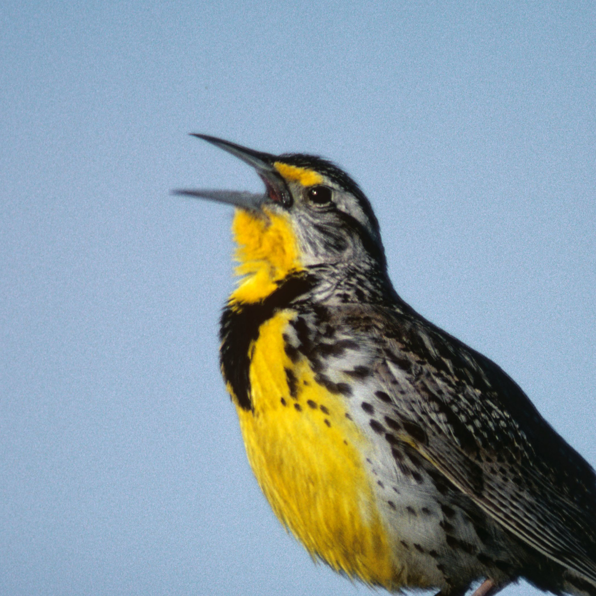 Western Meadowlark | National Geographic