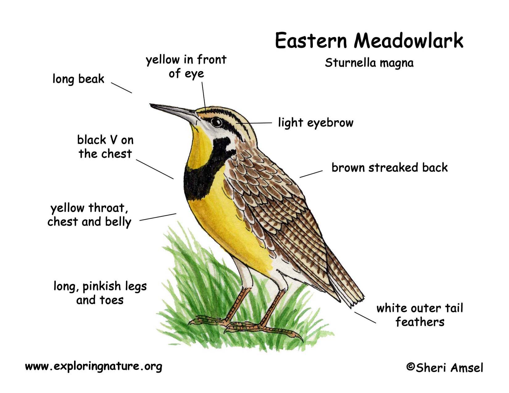 Meadowlark (Eastern)