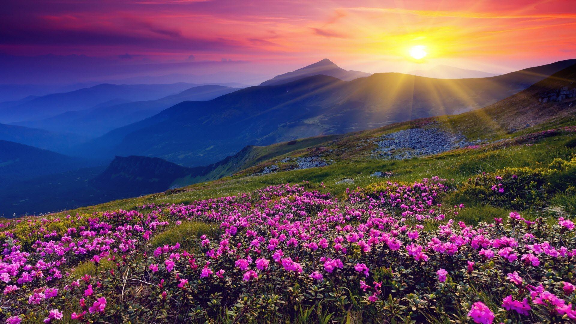 Sunset: Sun Rays Meadows Hills Beautiful Rhododendron Flowers Blue ...