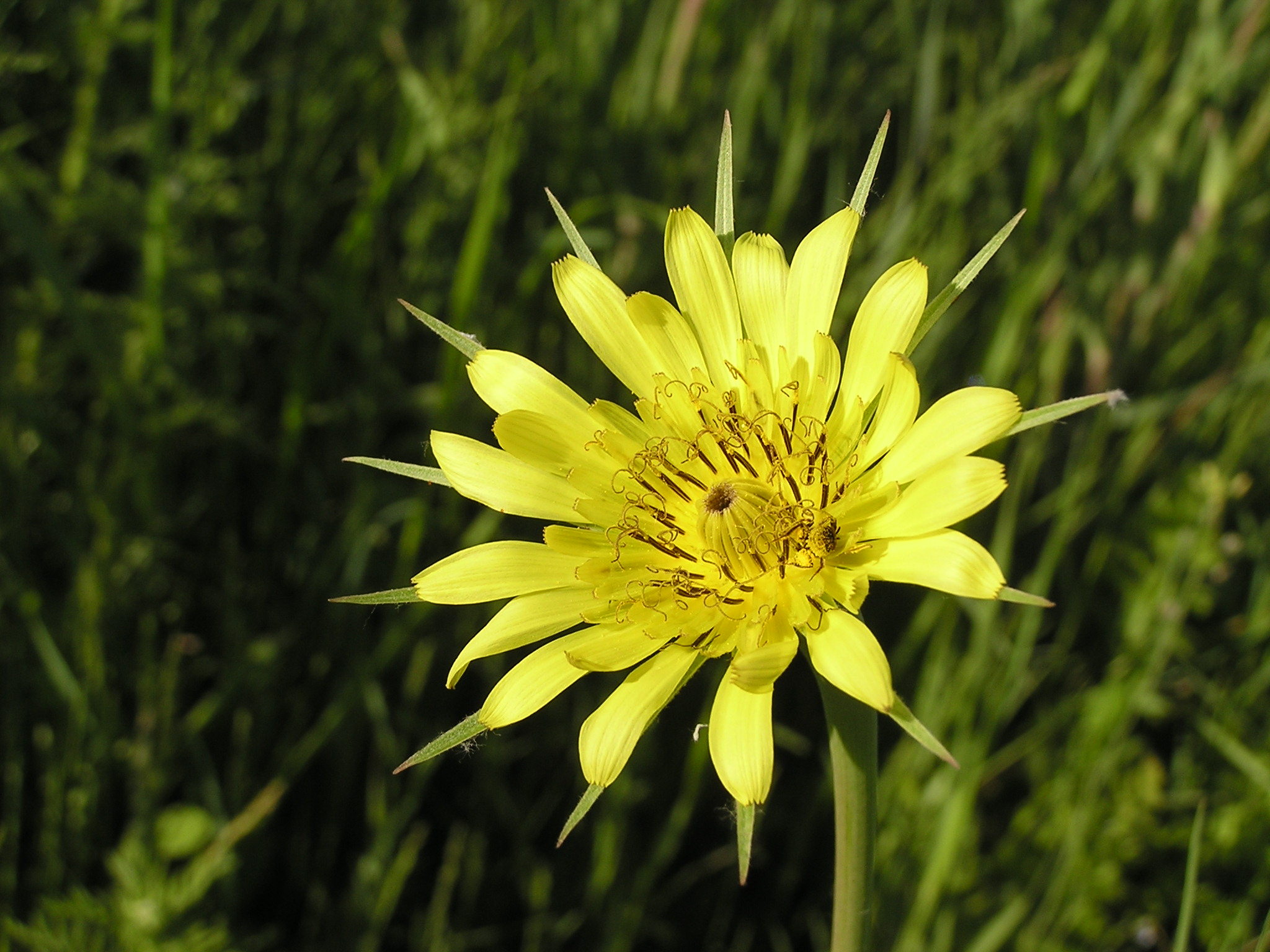File:Flower of Tragopogon dubius.jpg - Wikimedia Commons
