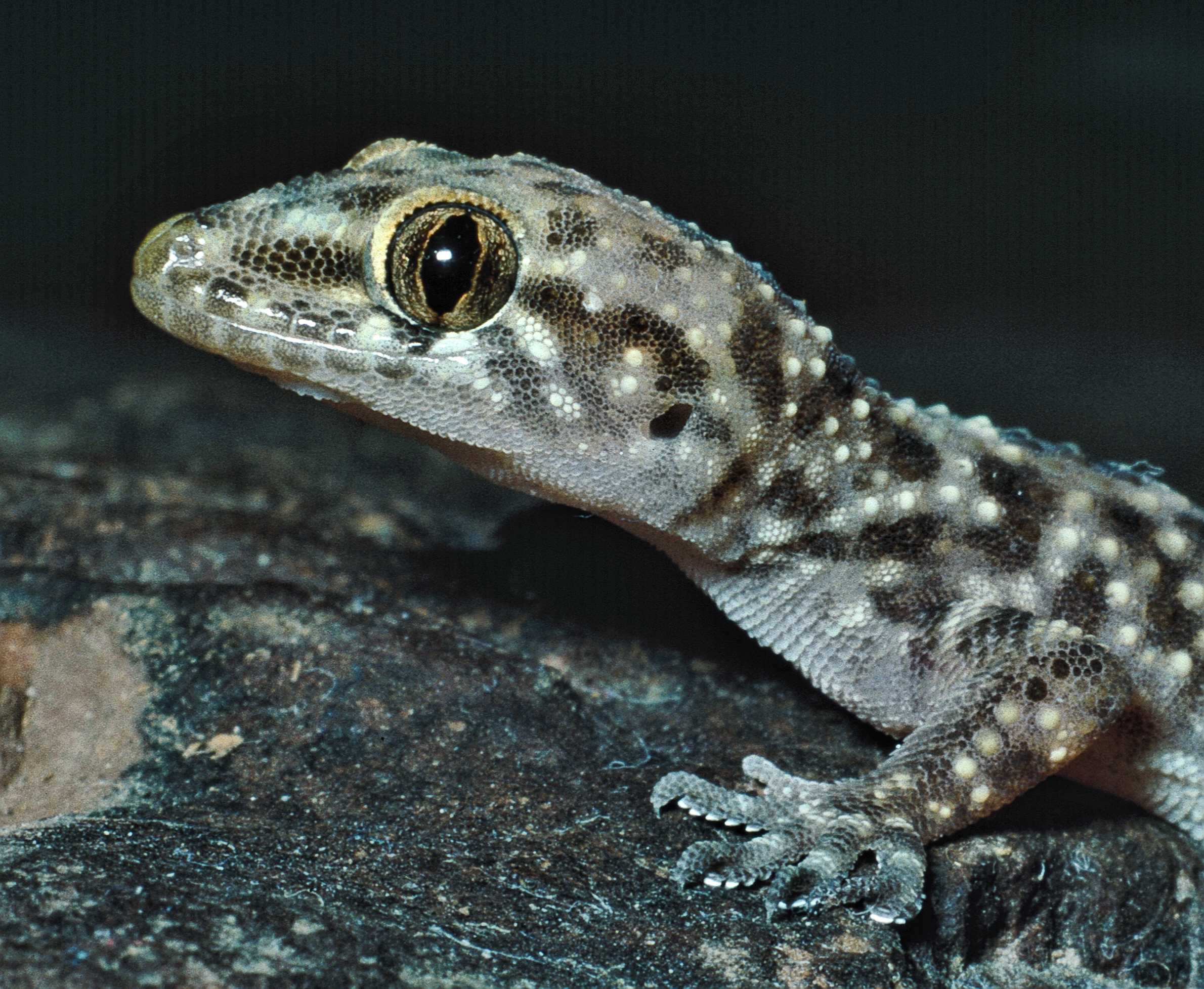 Mediterranean House Gecko - Tucson Herpetological Society