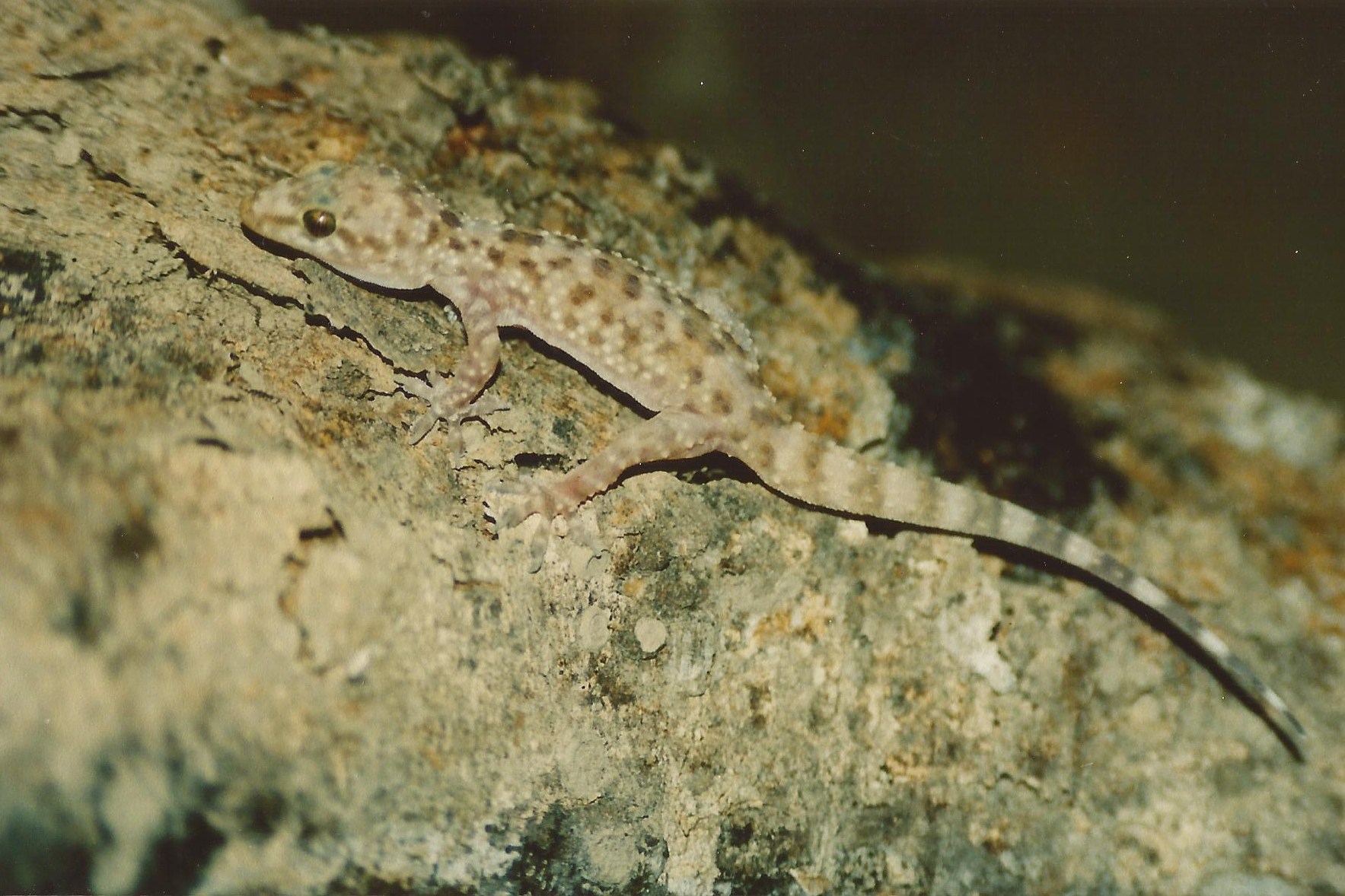 Mediterranean House Gecko | Reptile & Amphibian Discovery Zoo
