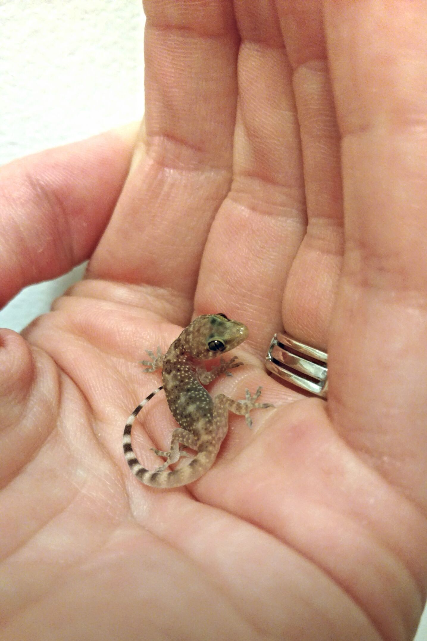 Behold the fearsome Mediterranean House Gecko! | Animals | Pinterest ...