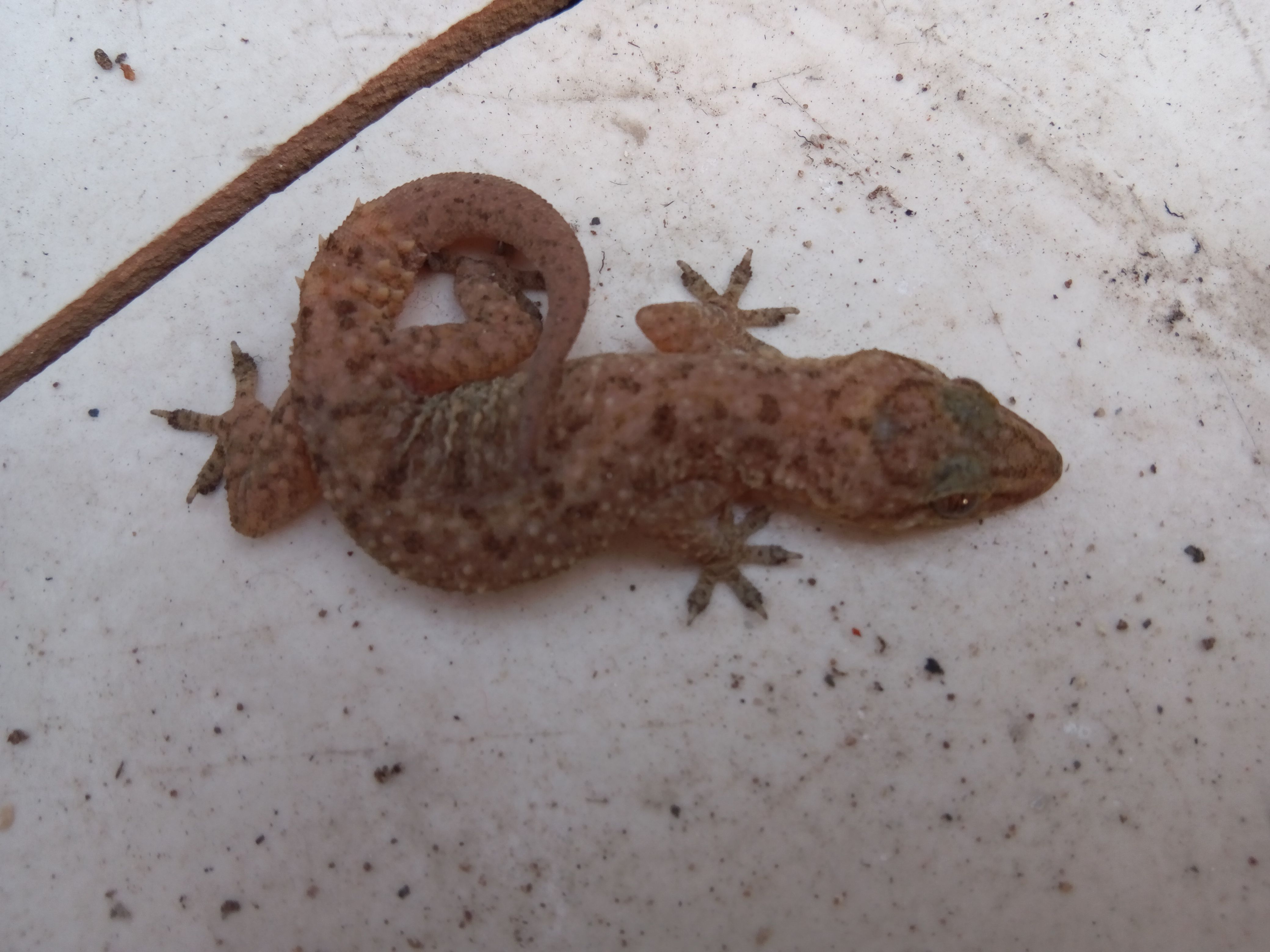 Turkish Gecko Lizard in Hibernation | Mediterranean House Gecko | My ...