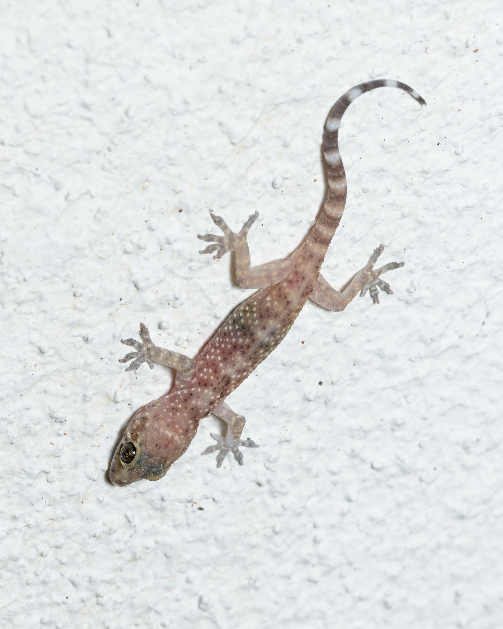 Mediterranean House Gecko (Hemidactylus turcicus) · iNaturalist.org