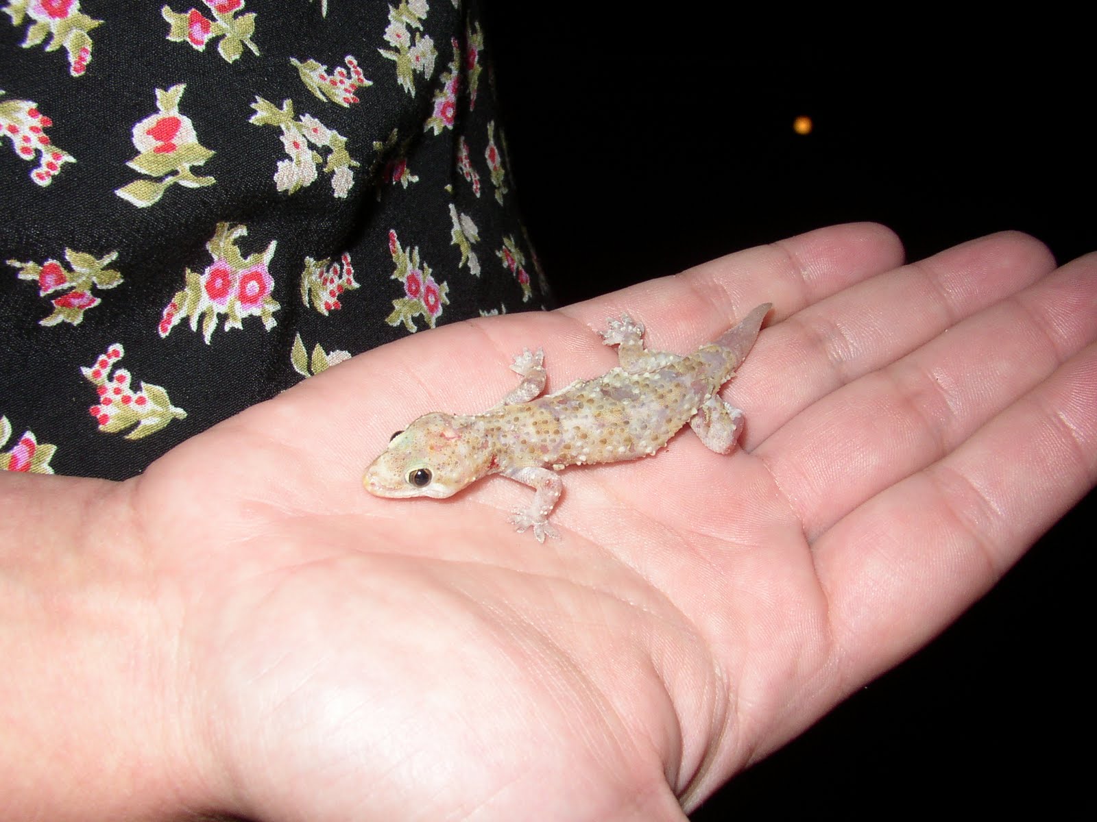 Our family's nature blog...: mediterranean gecko