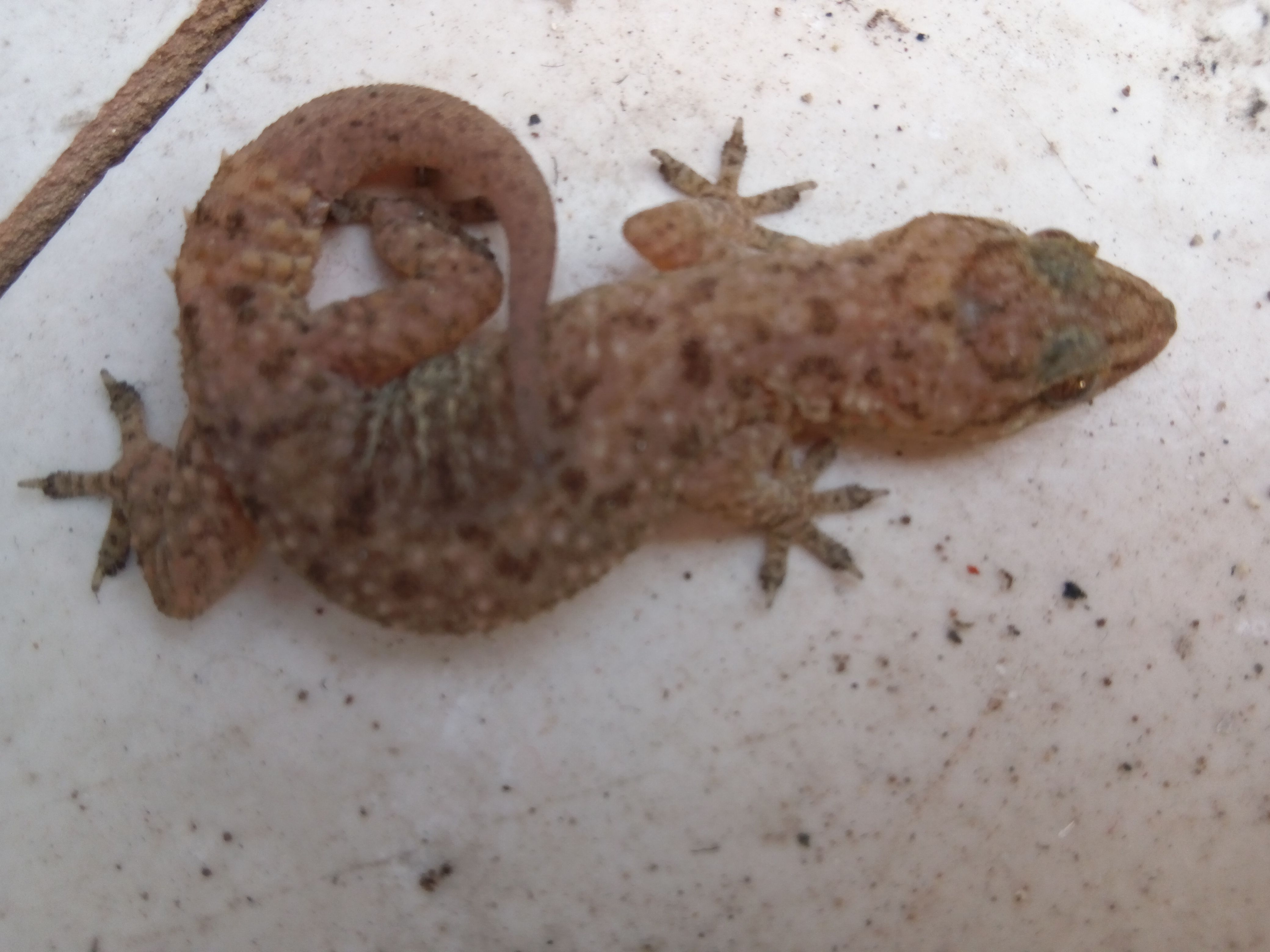 Turkish Gecko Lizard in Hibernation | Mediterranean House Gecko | My ...