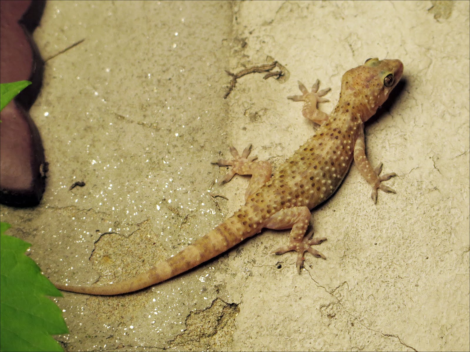 The Adventures of C. M. Kosemen: Three Species of Mediterranean Geckos