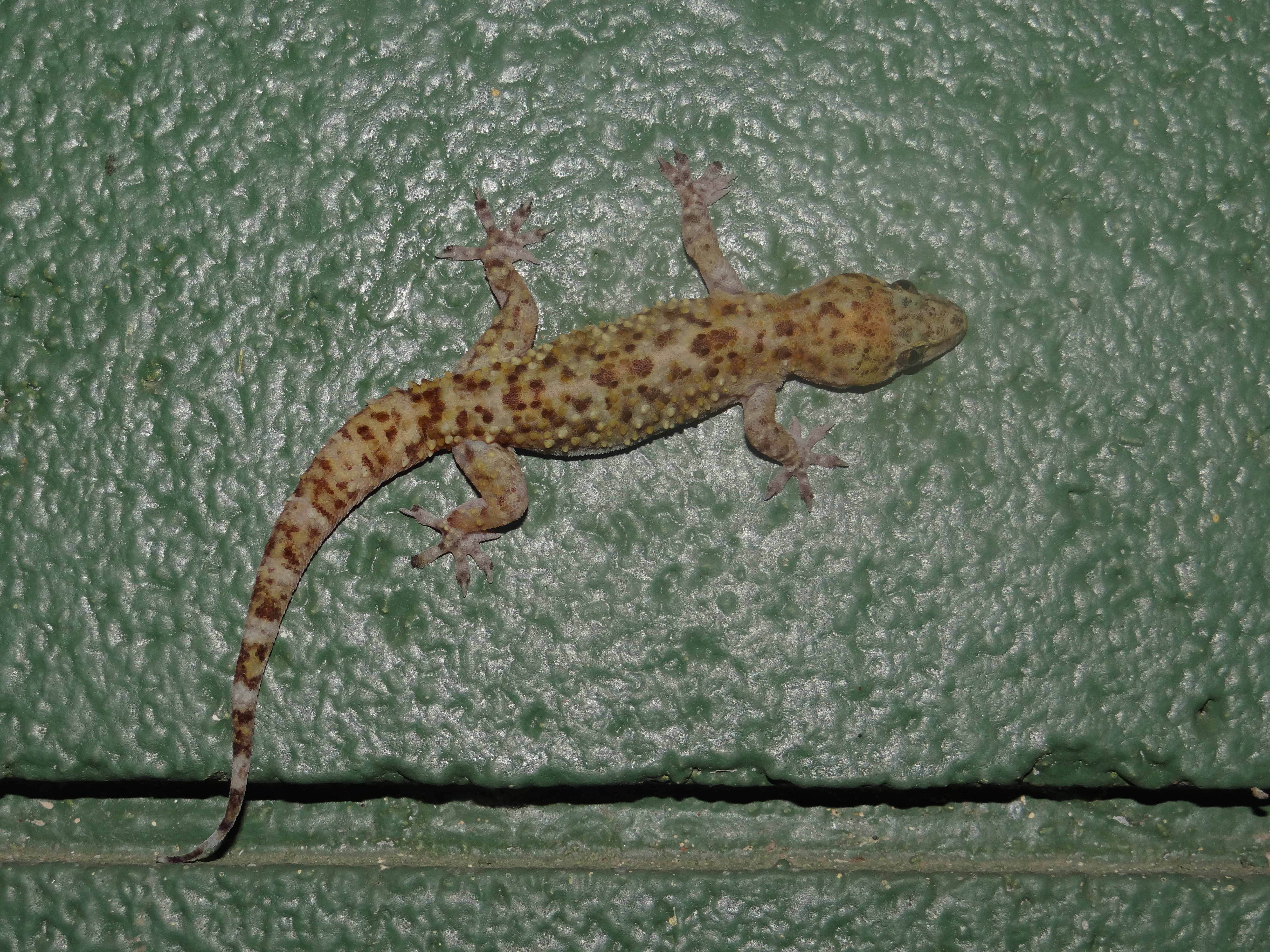 Mediterranean Gecko - Hemidactylus turcicus | Amphibians and ...