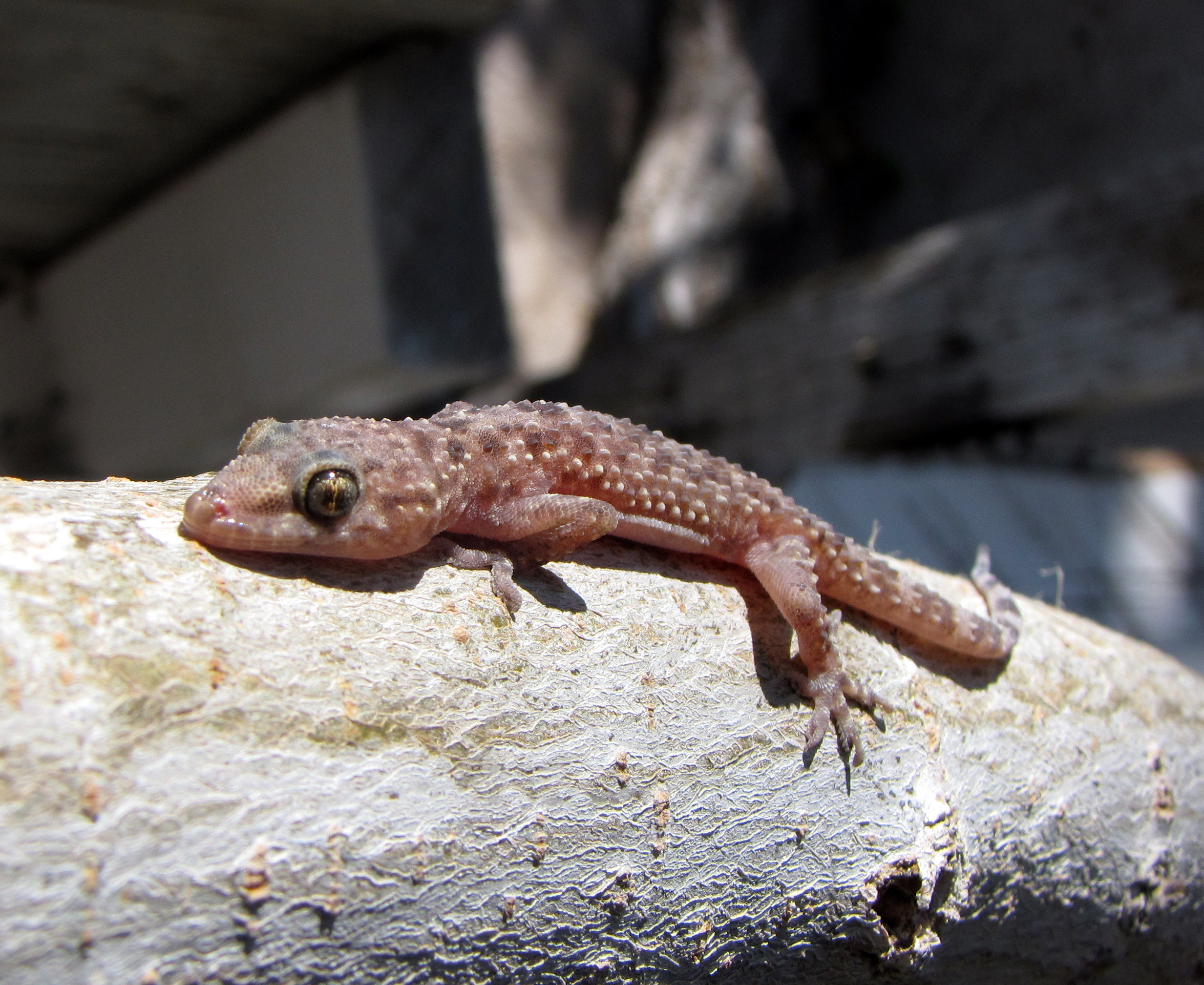 File:Mediterranean house gecko.JPG - Wikimedia Commons