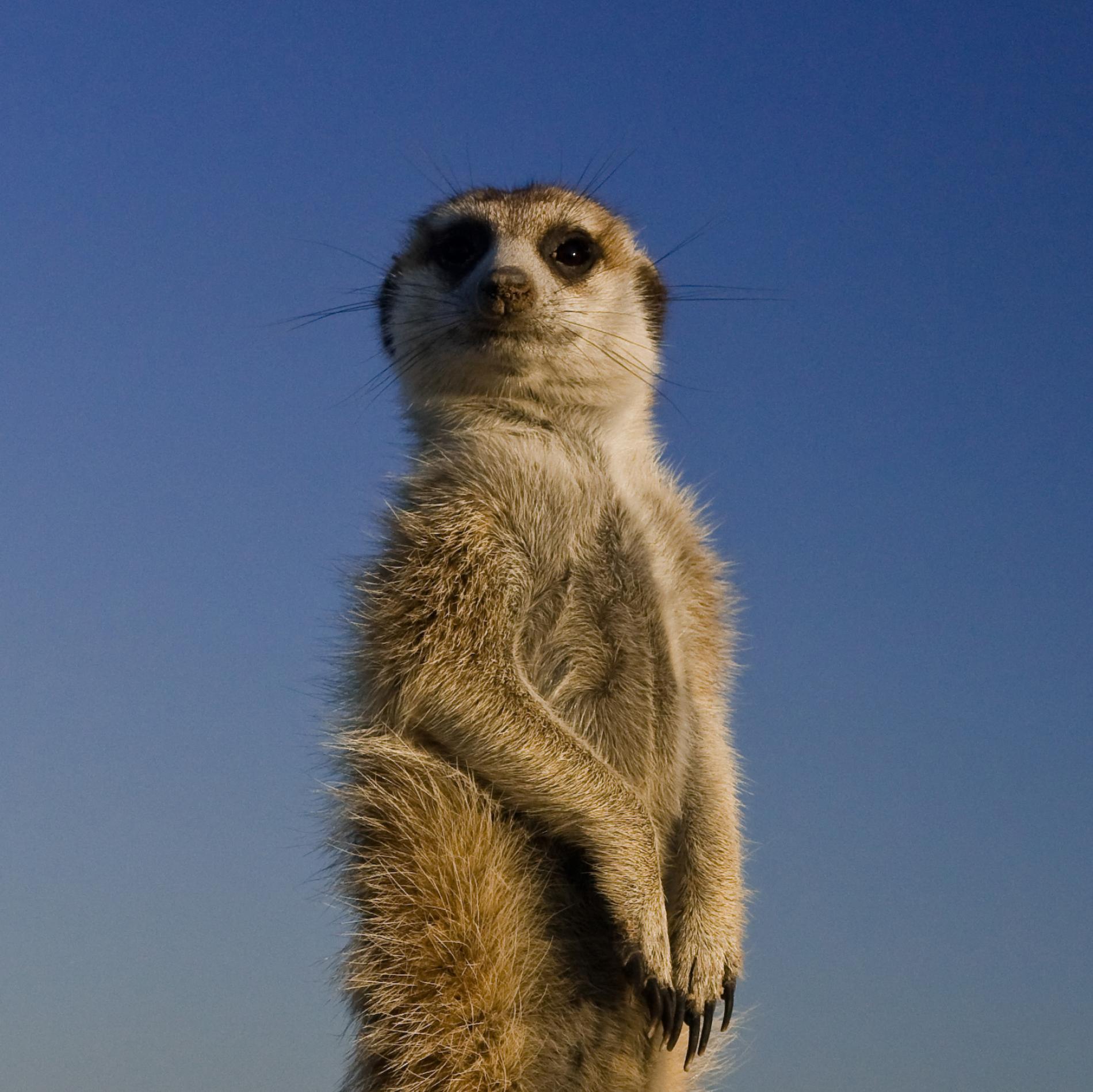 Wild meerkat photo