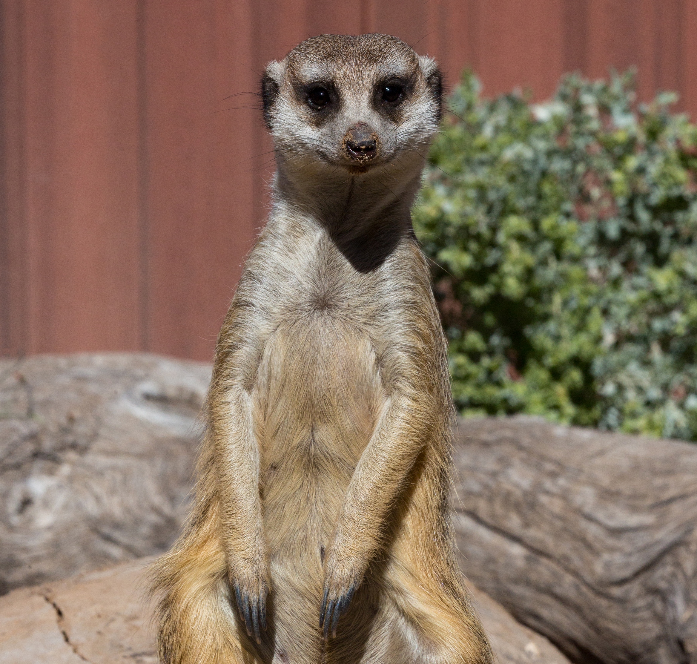 Meerkat | Reid Park Zoo