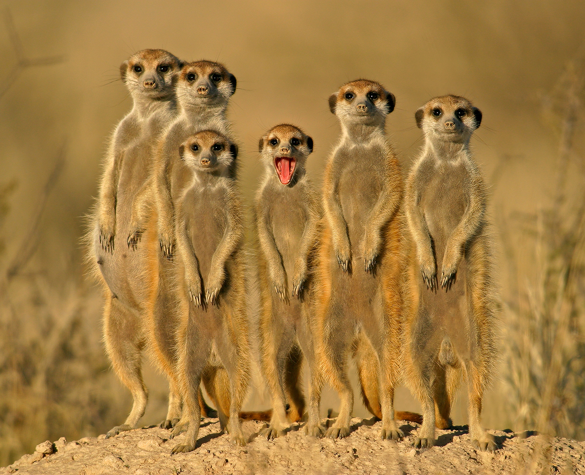 Meerkat Family | Opticolour