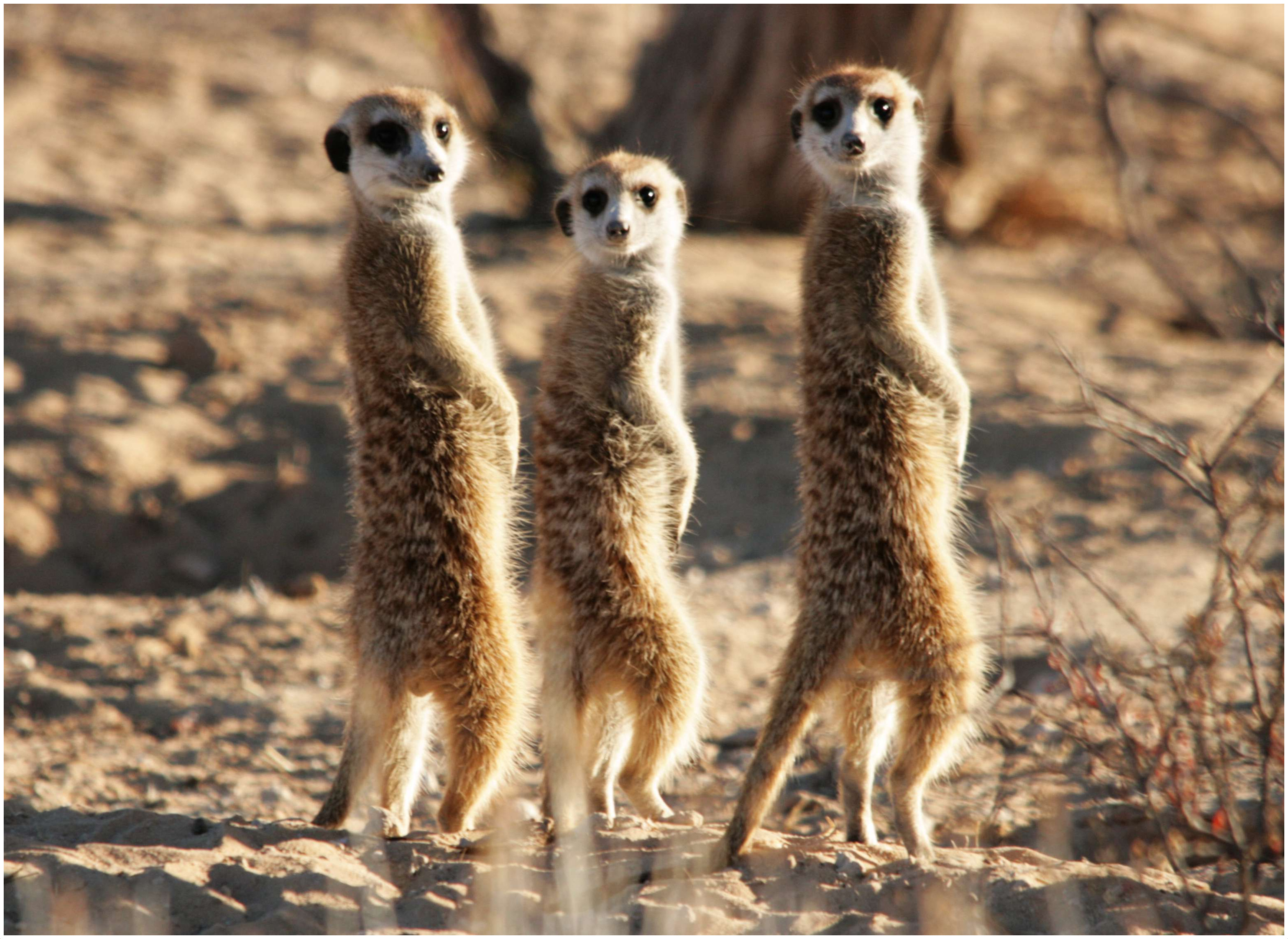 Meerkat - Interesting Facts, Pictures, Behavior, Diet, Appearance ...
