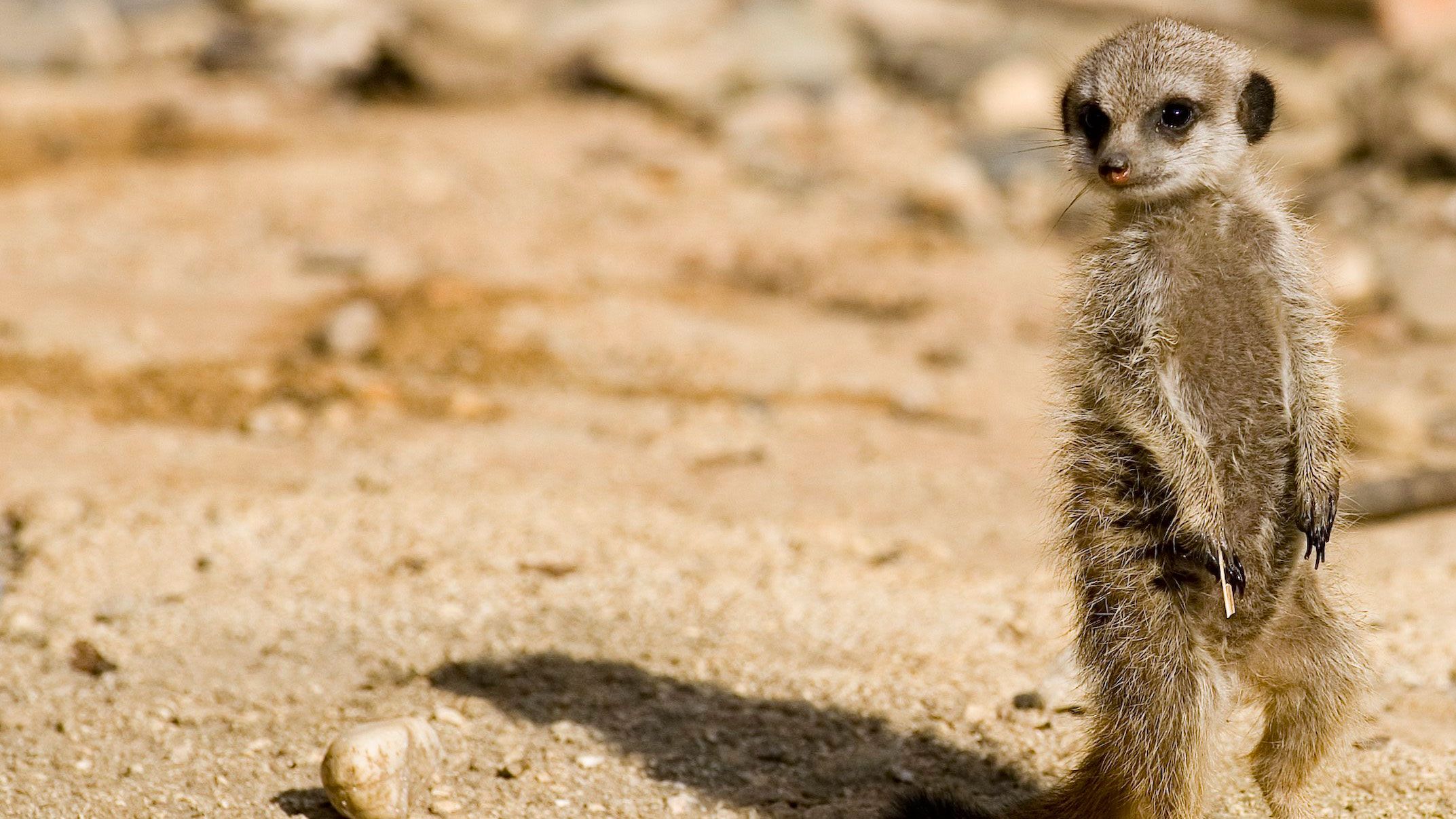 It's official: Meerkat has lost the live-streaming battle to ...
