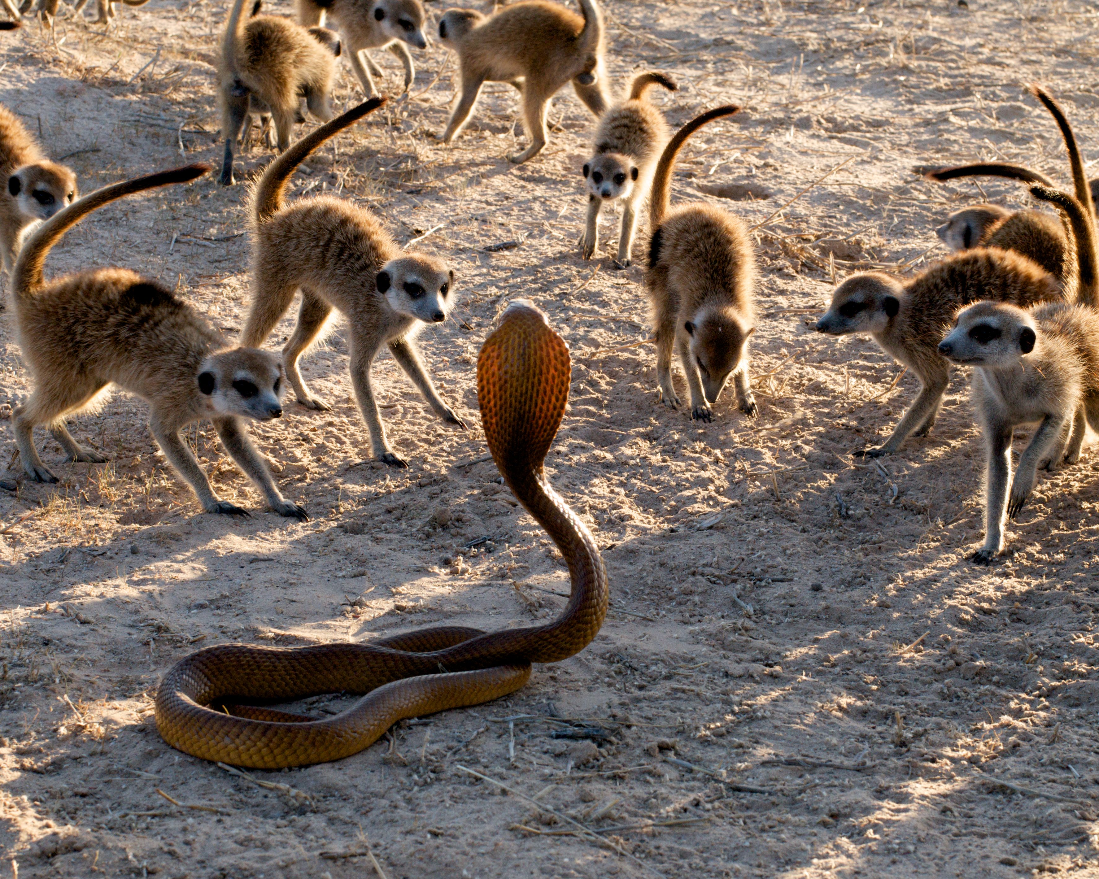Meerkat Survival Game - National Geographic Society
