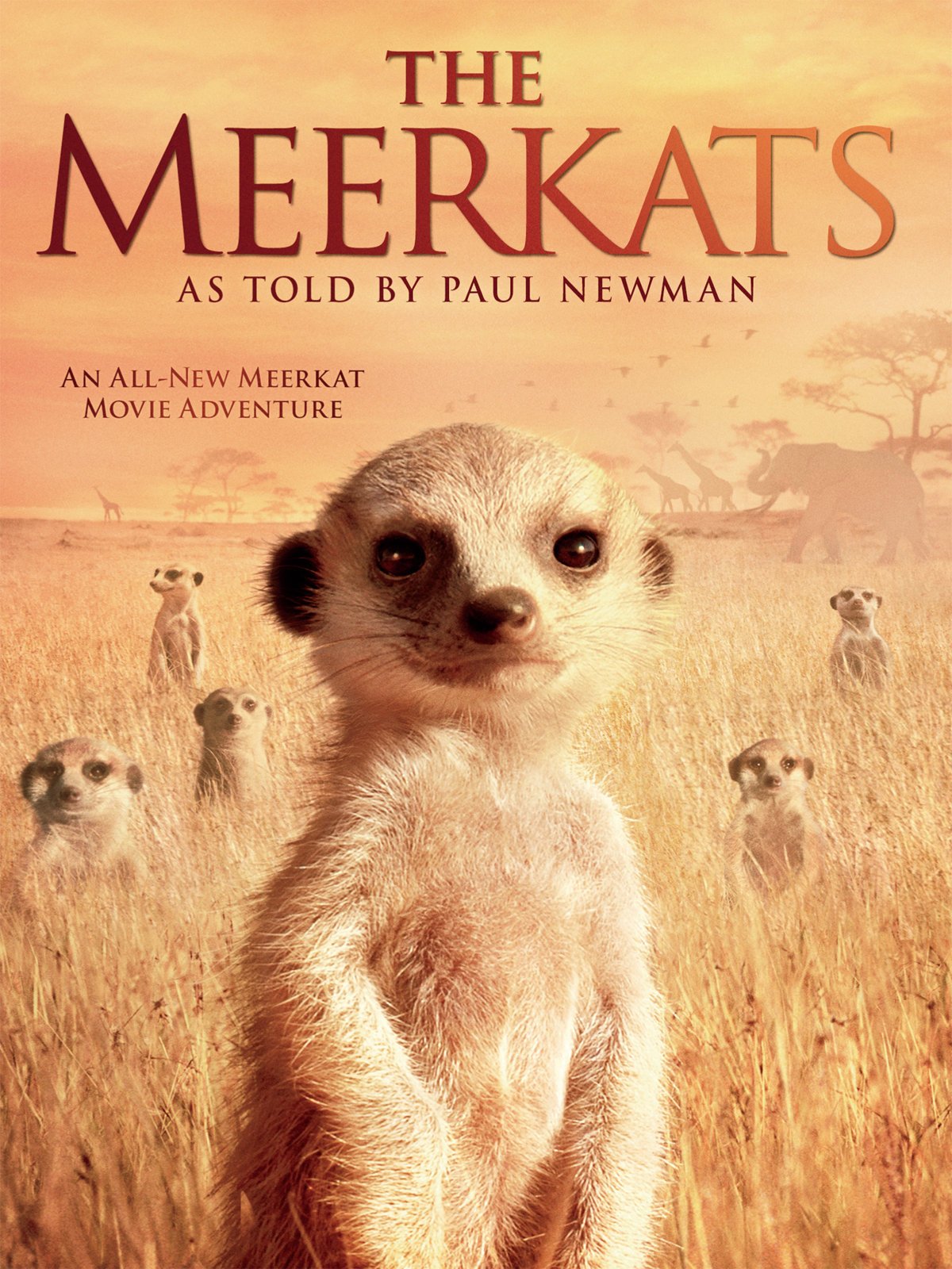 Amazon.com: The Meerkats: Paul Newman, James Honeyborne, Alexander ...