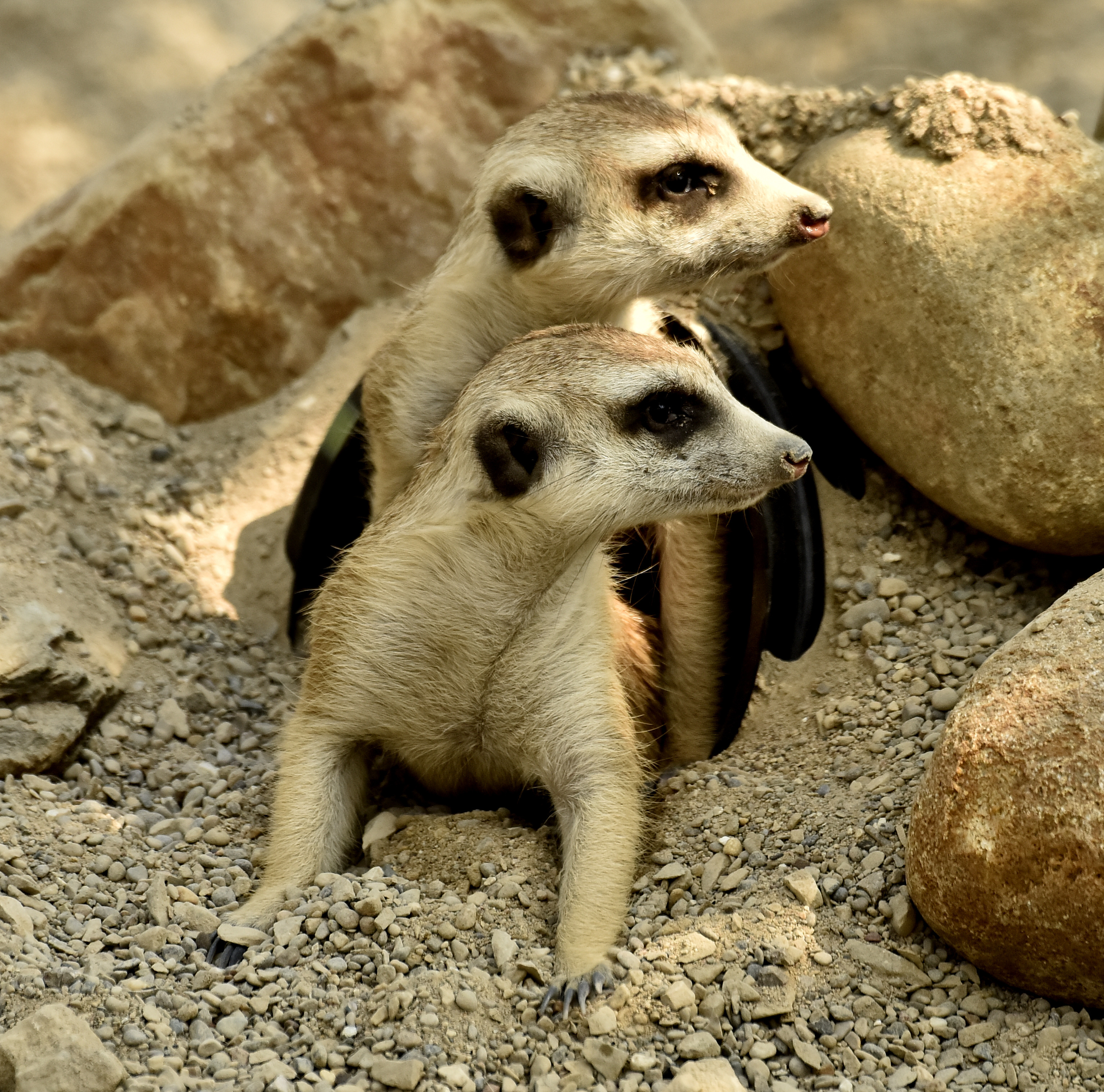 Meerkats - The Cincinnati Zoo & Botanical Garden