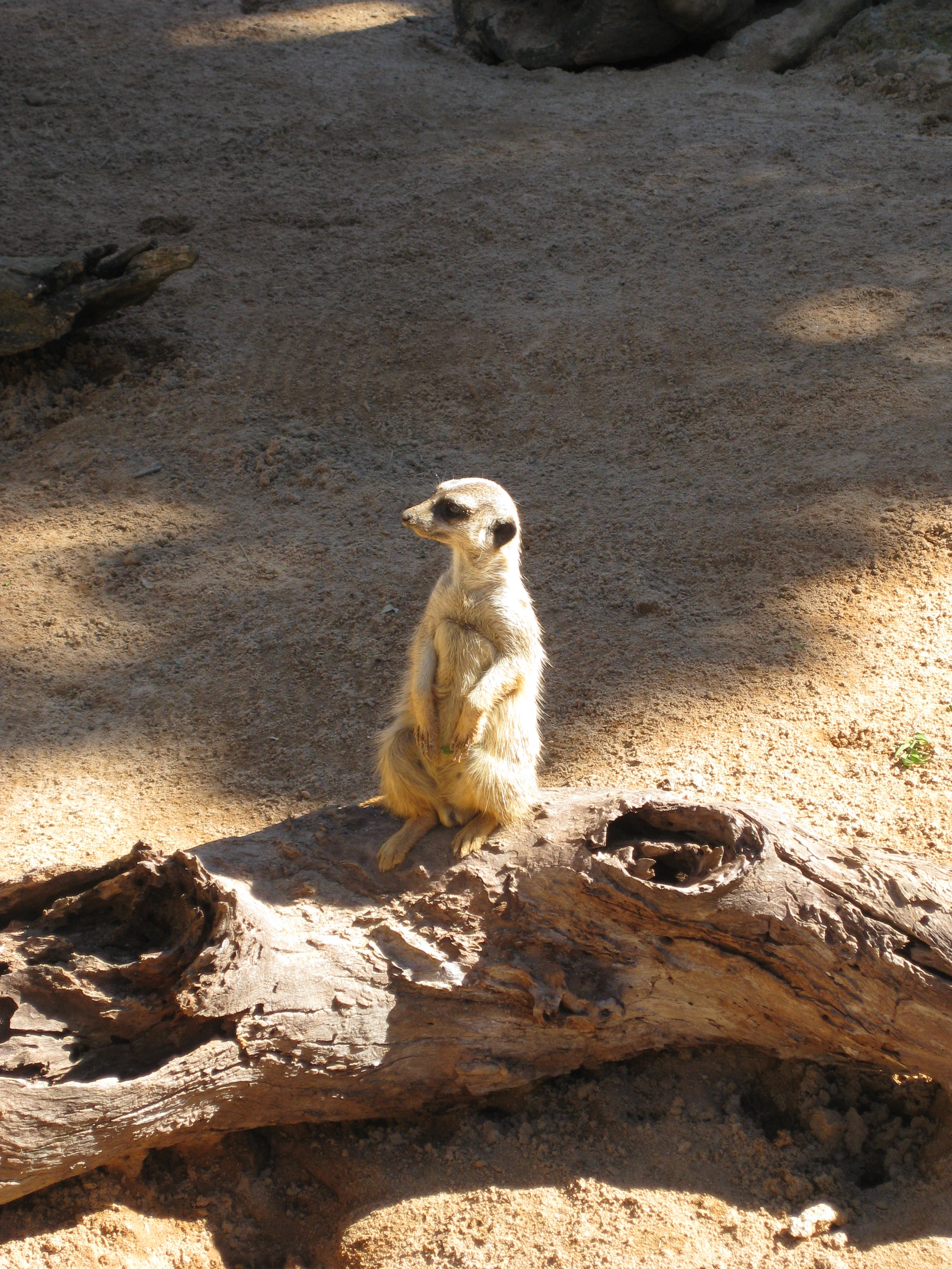 Why Did (or Didn't) the Meerkat Cross the Road? | Smart News ...