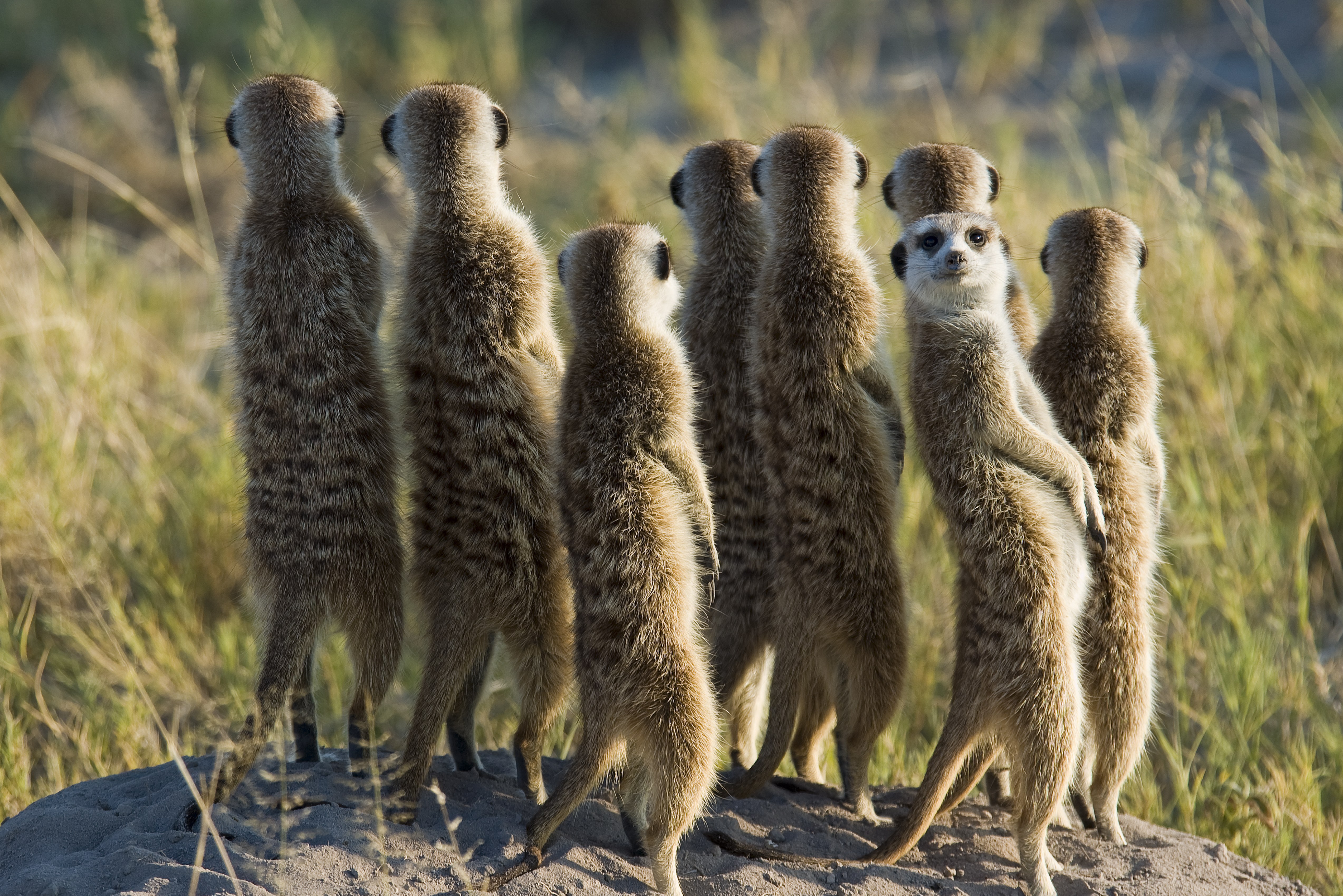 We Went on a Meerkat Safari and Loved It - Condé Nast Traveler
