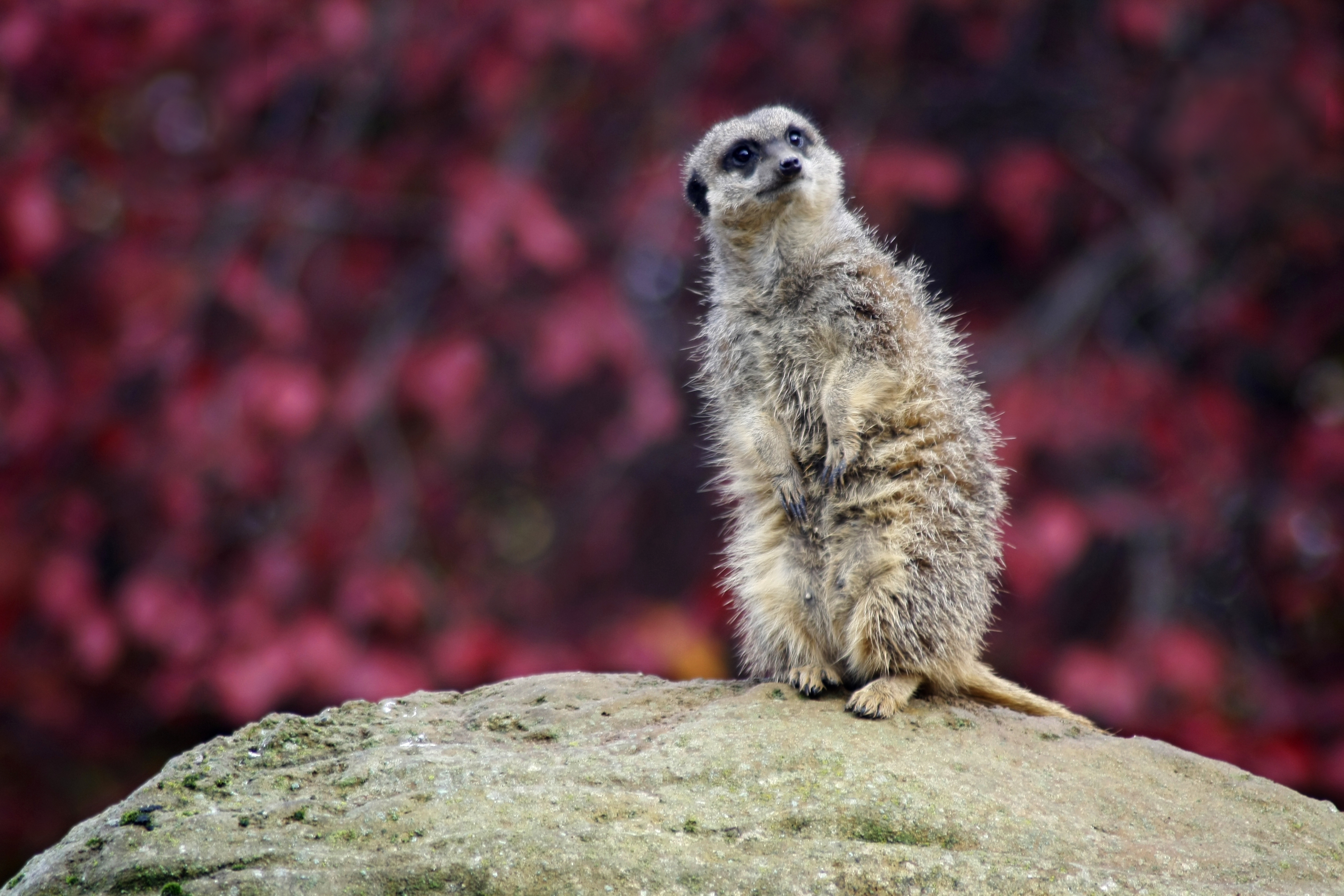 Meerkat, African, Alert, Animal, Creature, HQ Photo