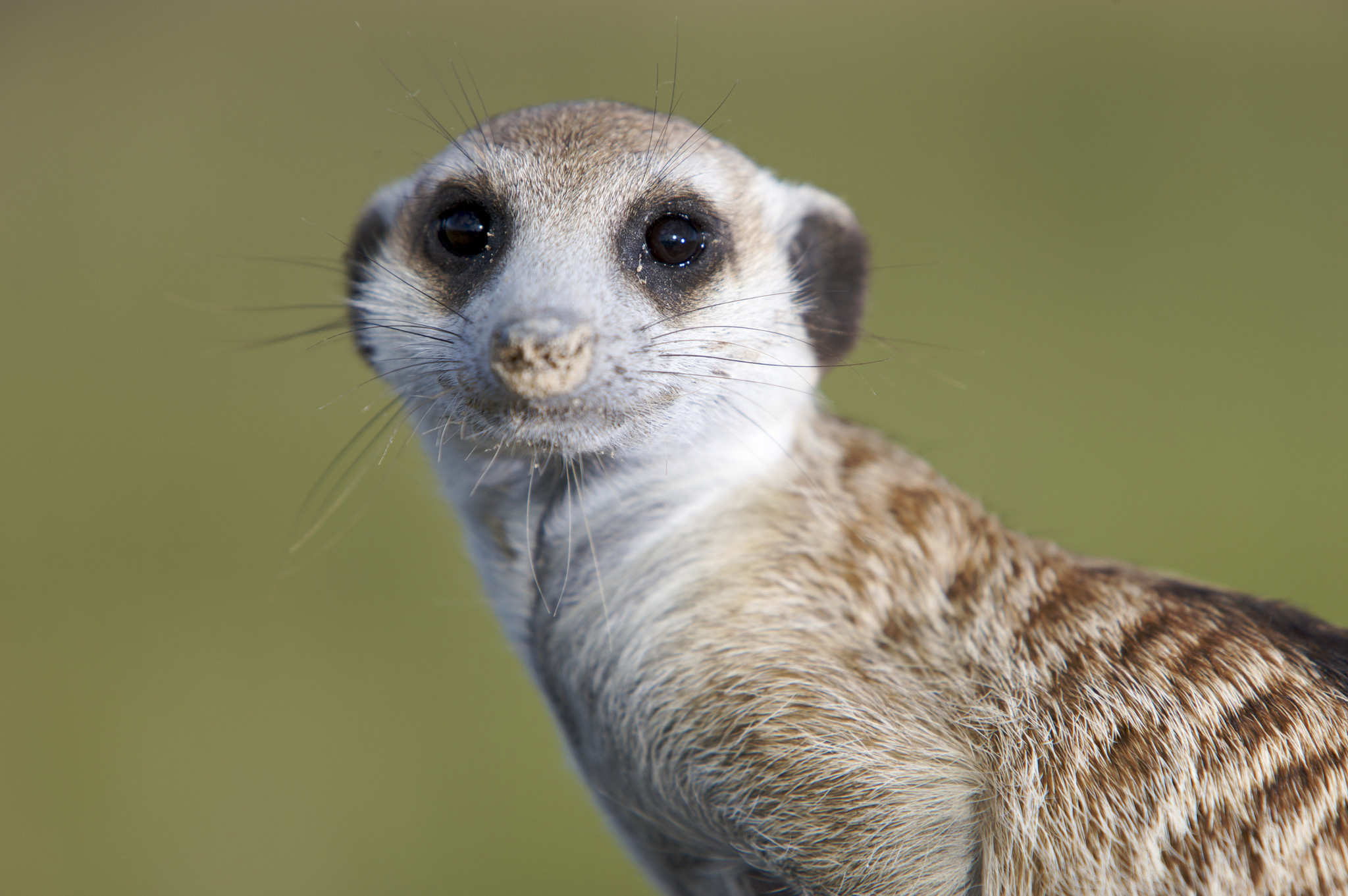 The rise and fall of Meerkat buzz -- and the problem with tech ...