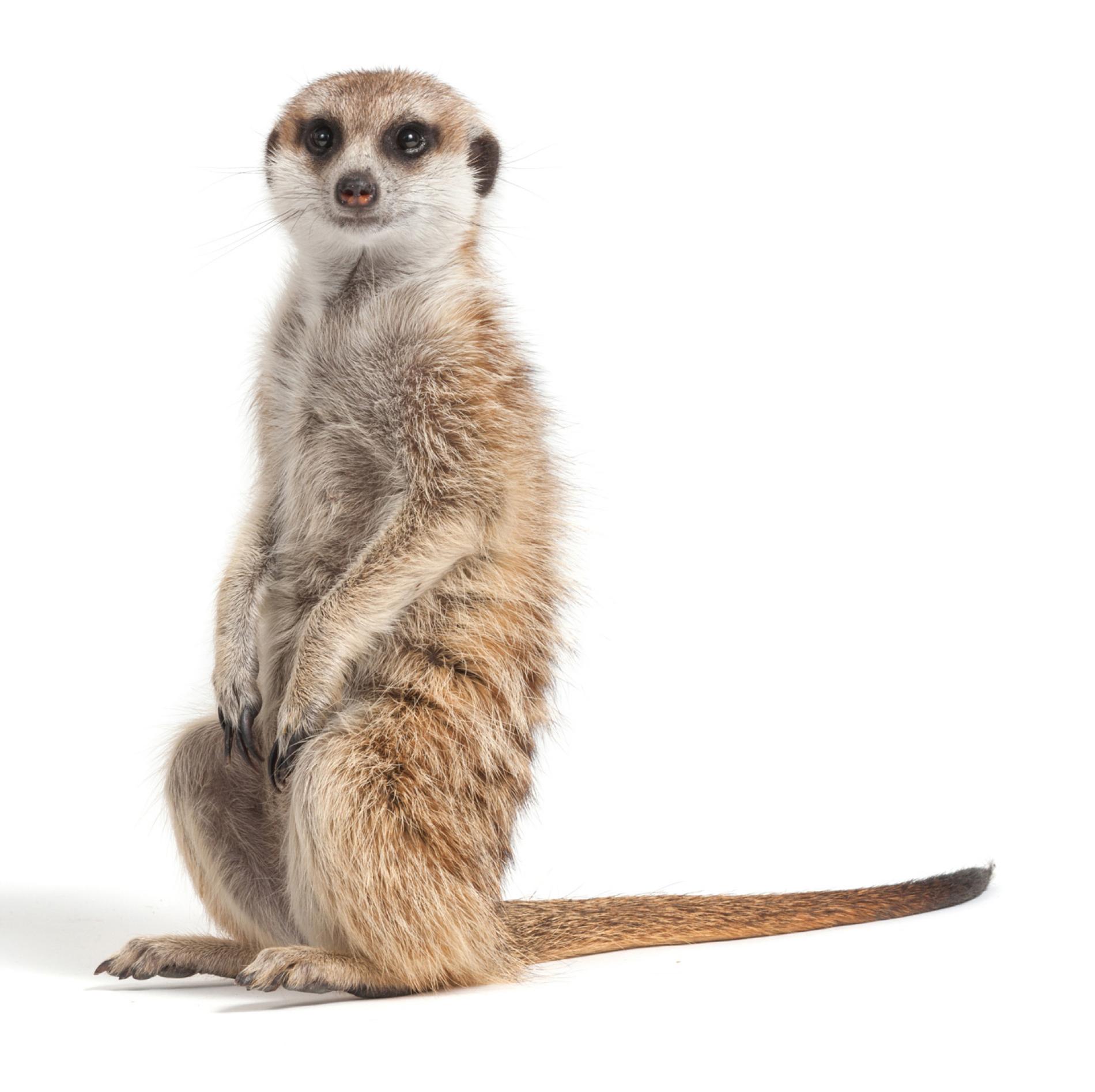 When Meerkats Choose Who Has Sex, Heft Helps