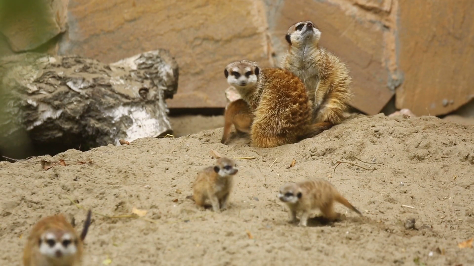 Family of meerkat playing outdoor Stock Video Footage - VideoBlocks