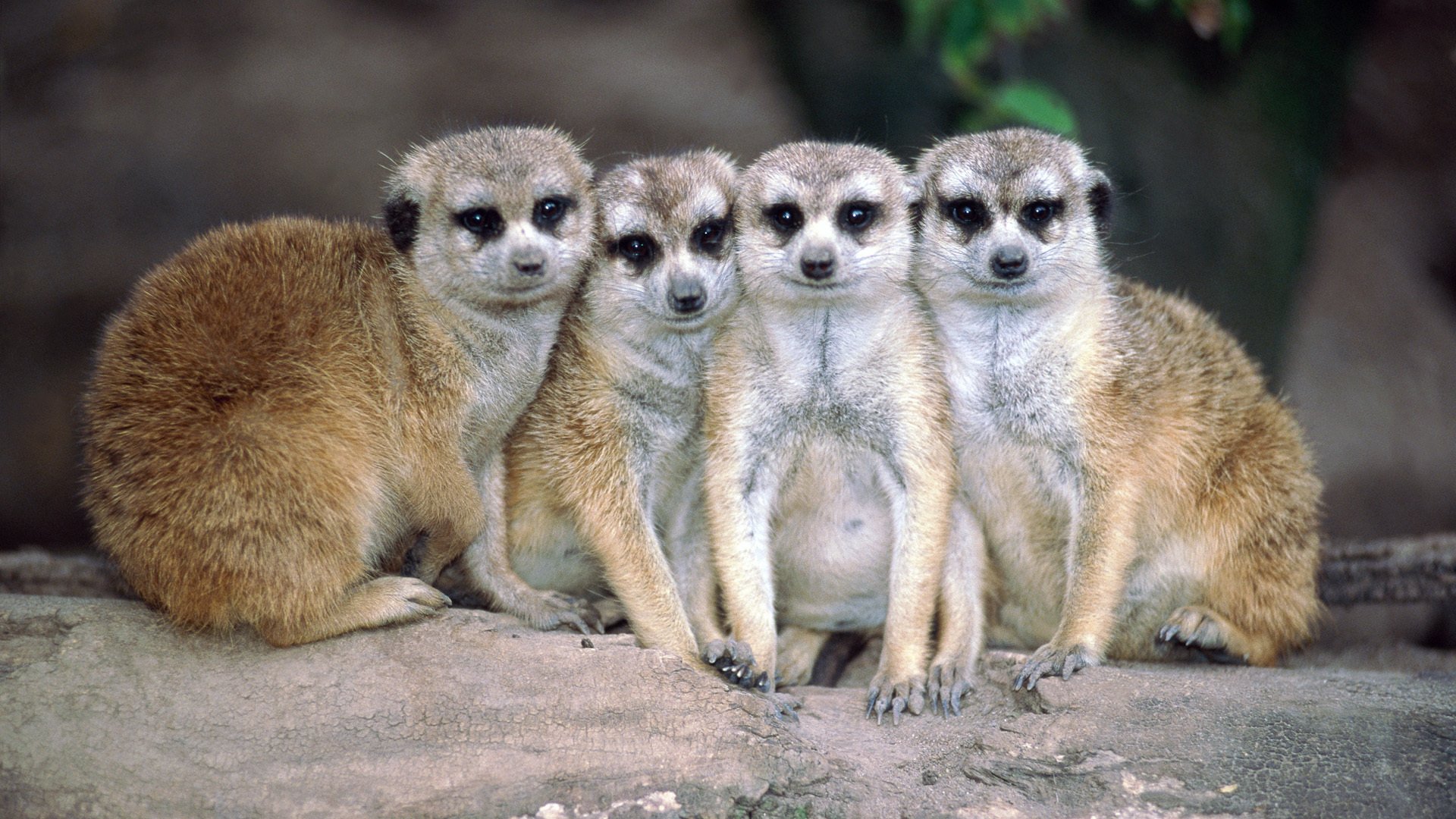 86 Meerkat HD Wallpapers | Background Images - Wallpaper Abyss